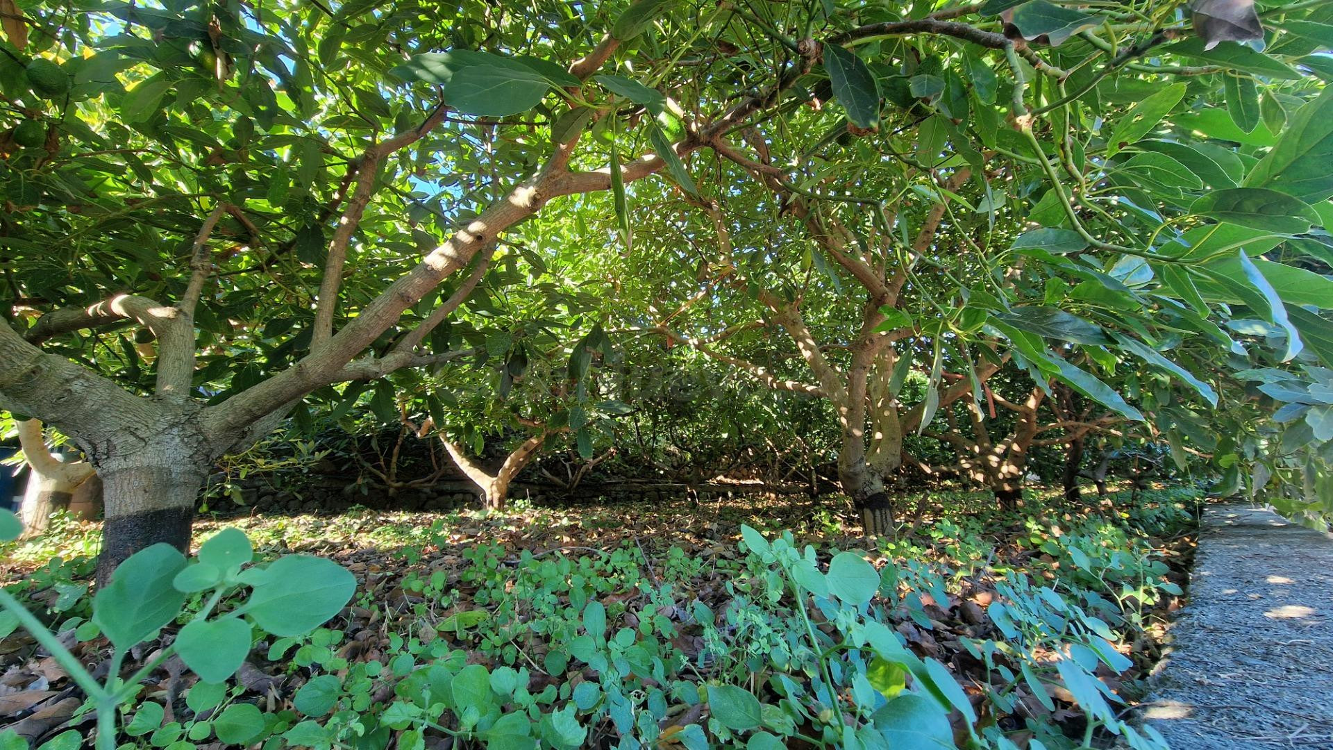 Preciosa finca de Aguacates con vistas al mar - foto 4