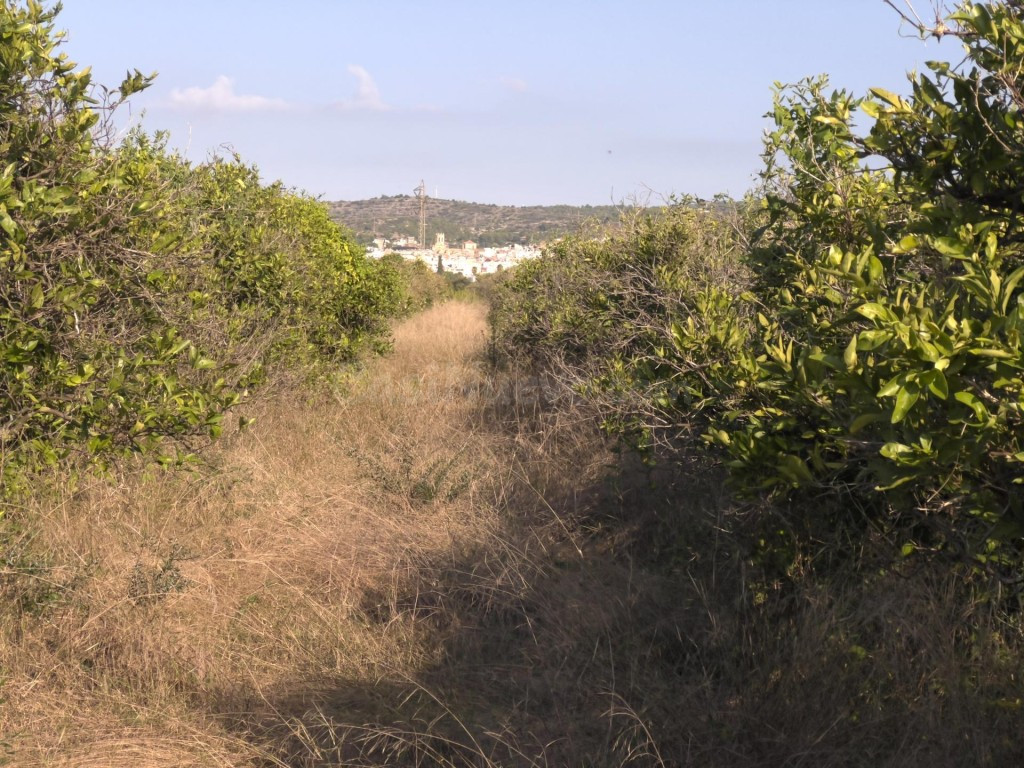 Finca rústica de naranjos en Alcanar