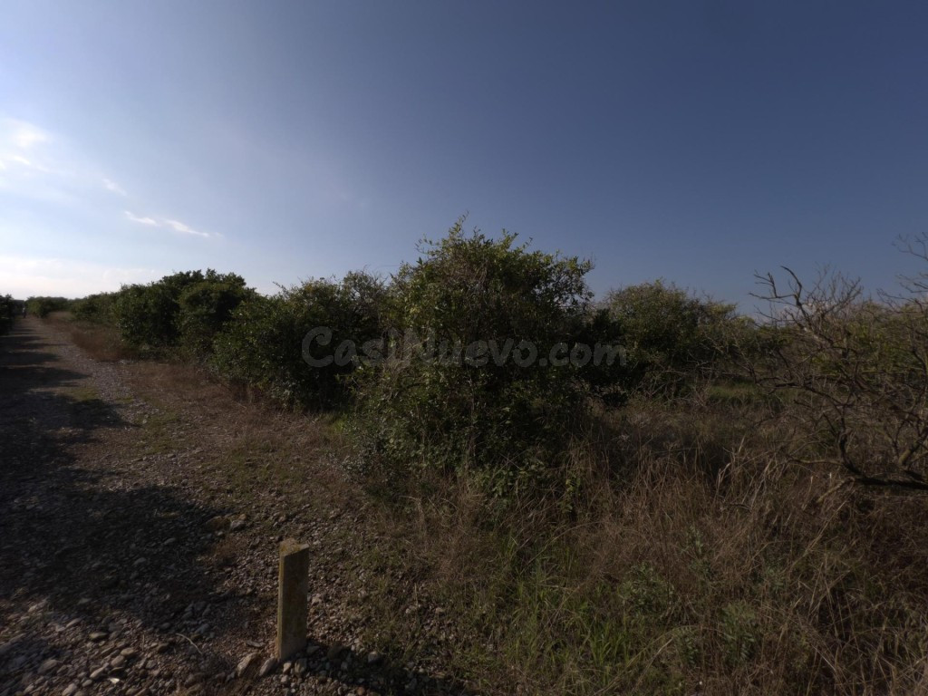 Finca rústica de naranjos en Alcanar - foto 2