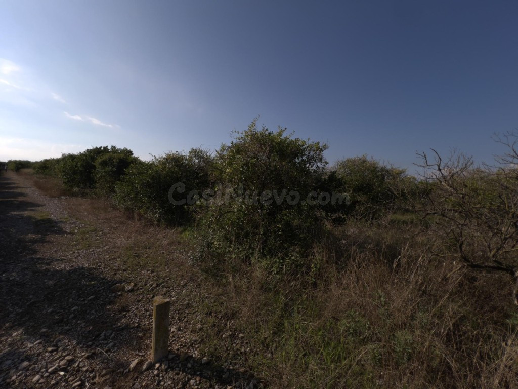 Finca rústica de naranjos en Alcanar - foto 3