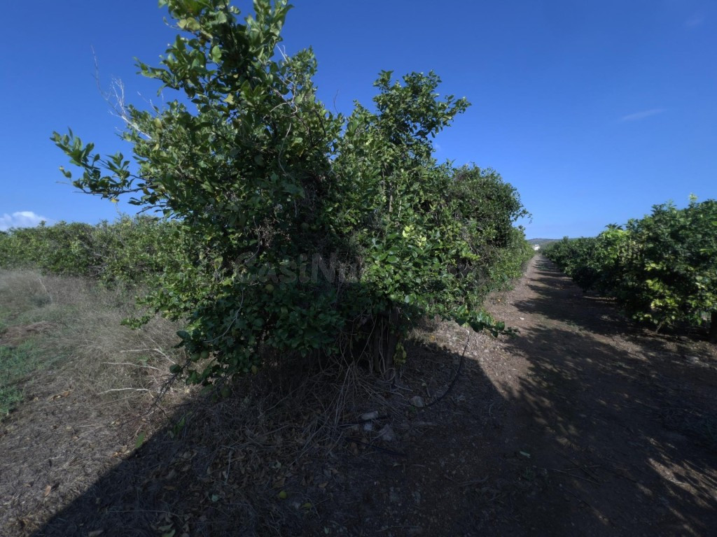 Finca rústica de naranjos en Alcanar - foto 5