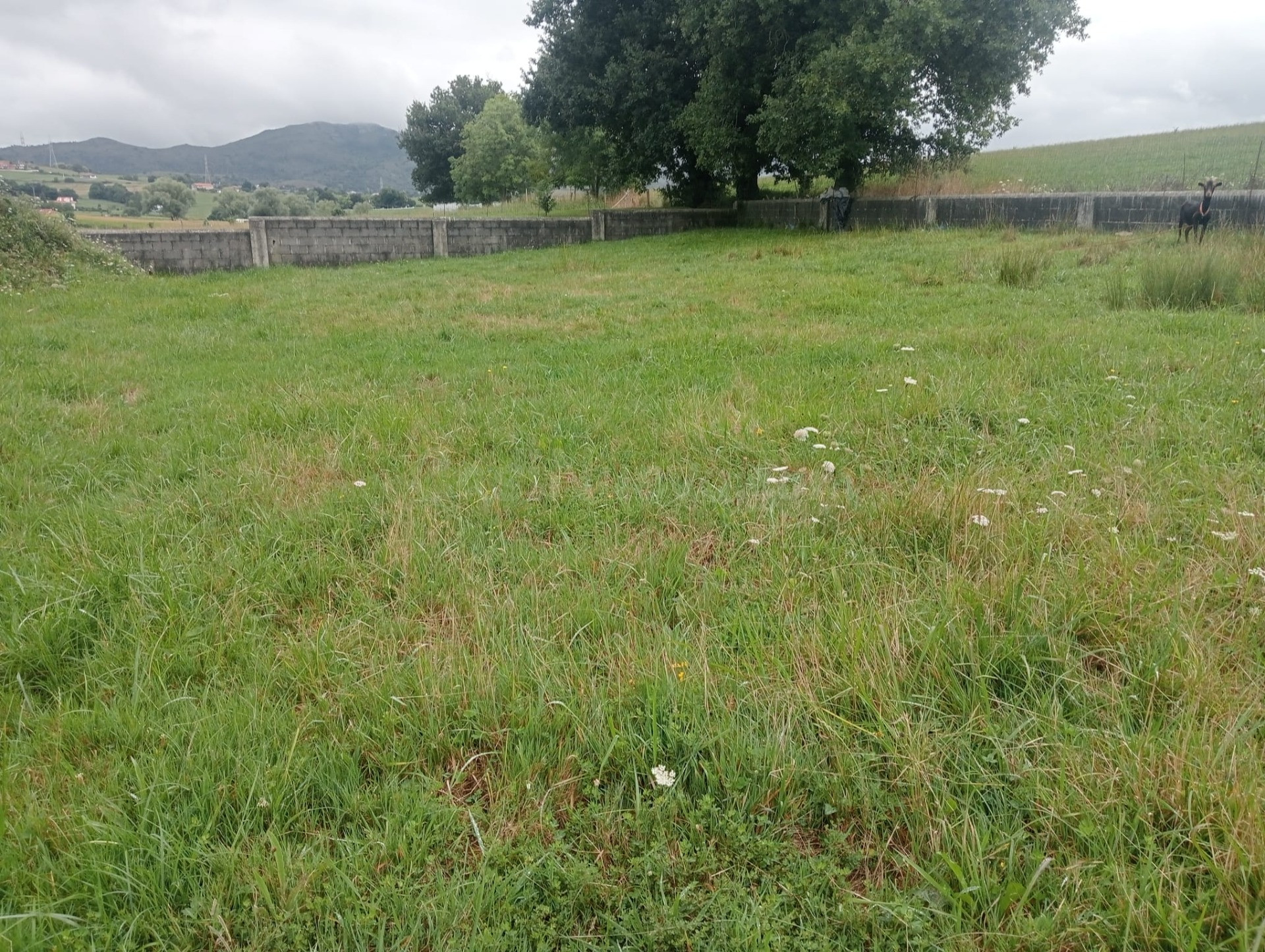 TERRENO EDIFICABLE - foto 2