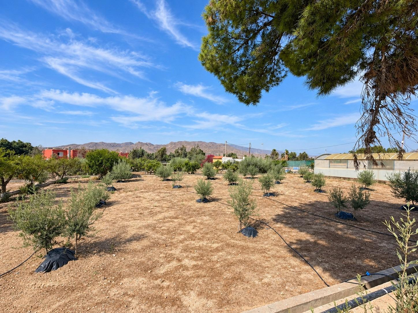 FINCA DE 3.000 M2 CON AMPLIA VIVIENDA, PISCINA CON JACUZZI Y VARIAS construcciones EN PECHINA