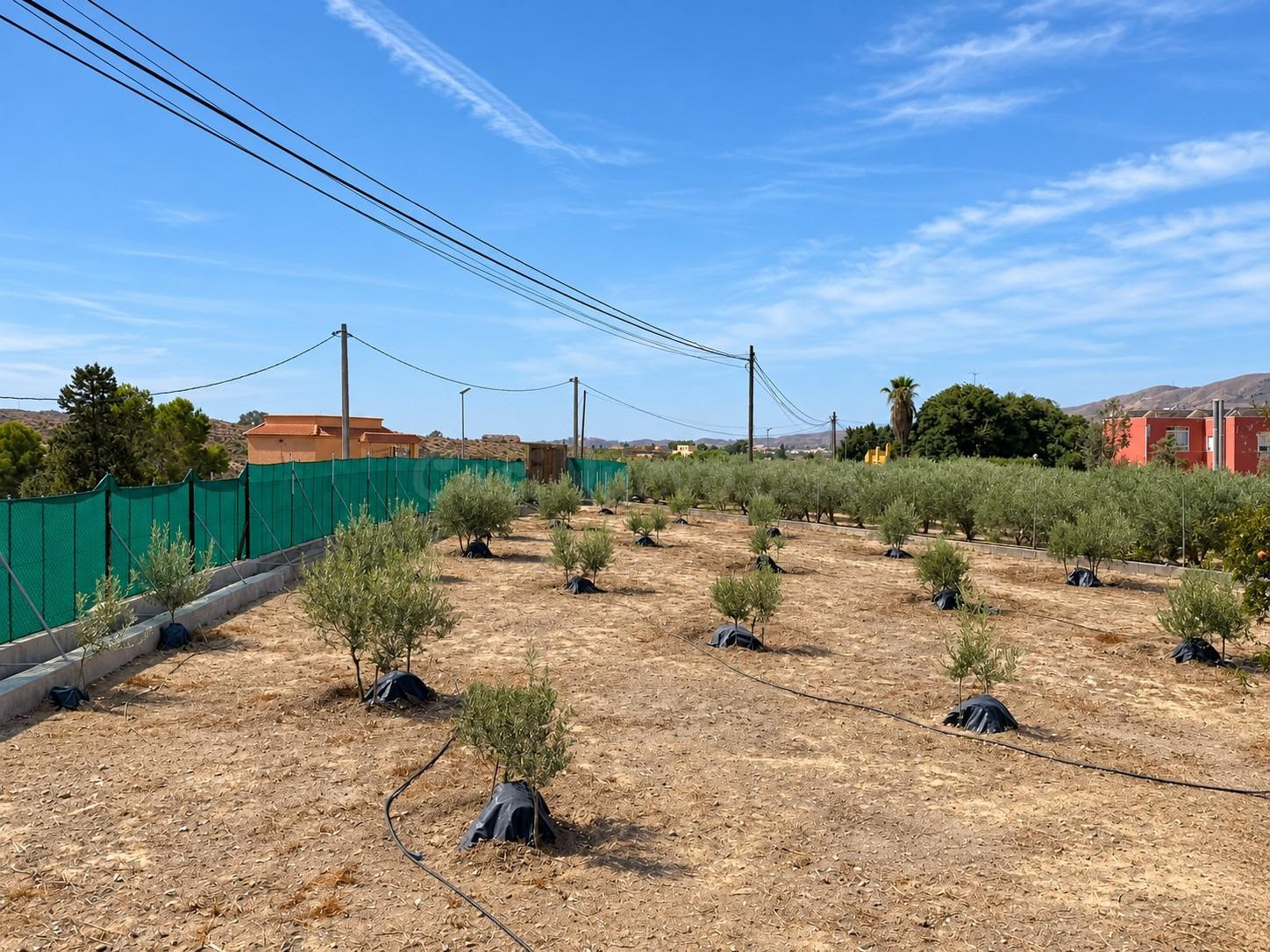 FINCA DE 3.000 M2 CON AMPLIA VIVIENDA, PISCINA CON JACUZZI Y - foto 3