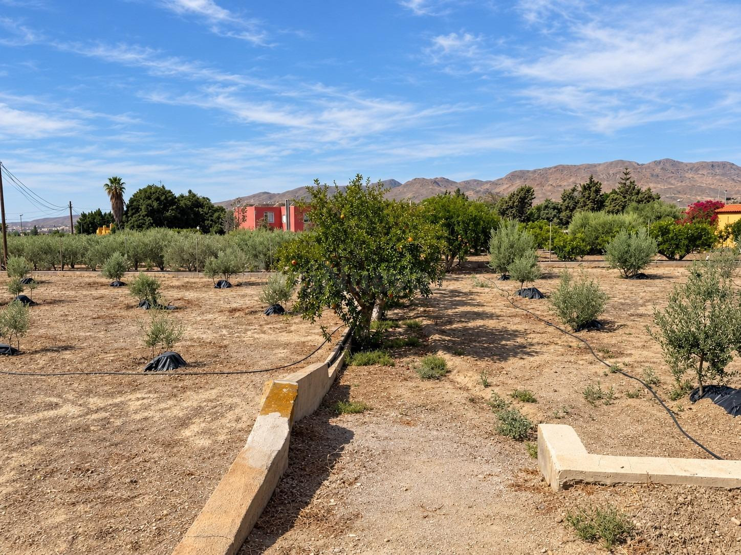 FINCA DE 3.000 M2 CON AMPLIA VIVIENDA, PISCINA CON JACUZZI Y - foto 4