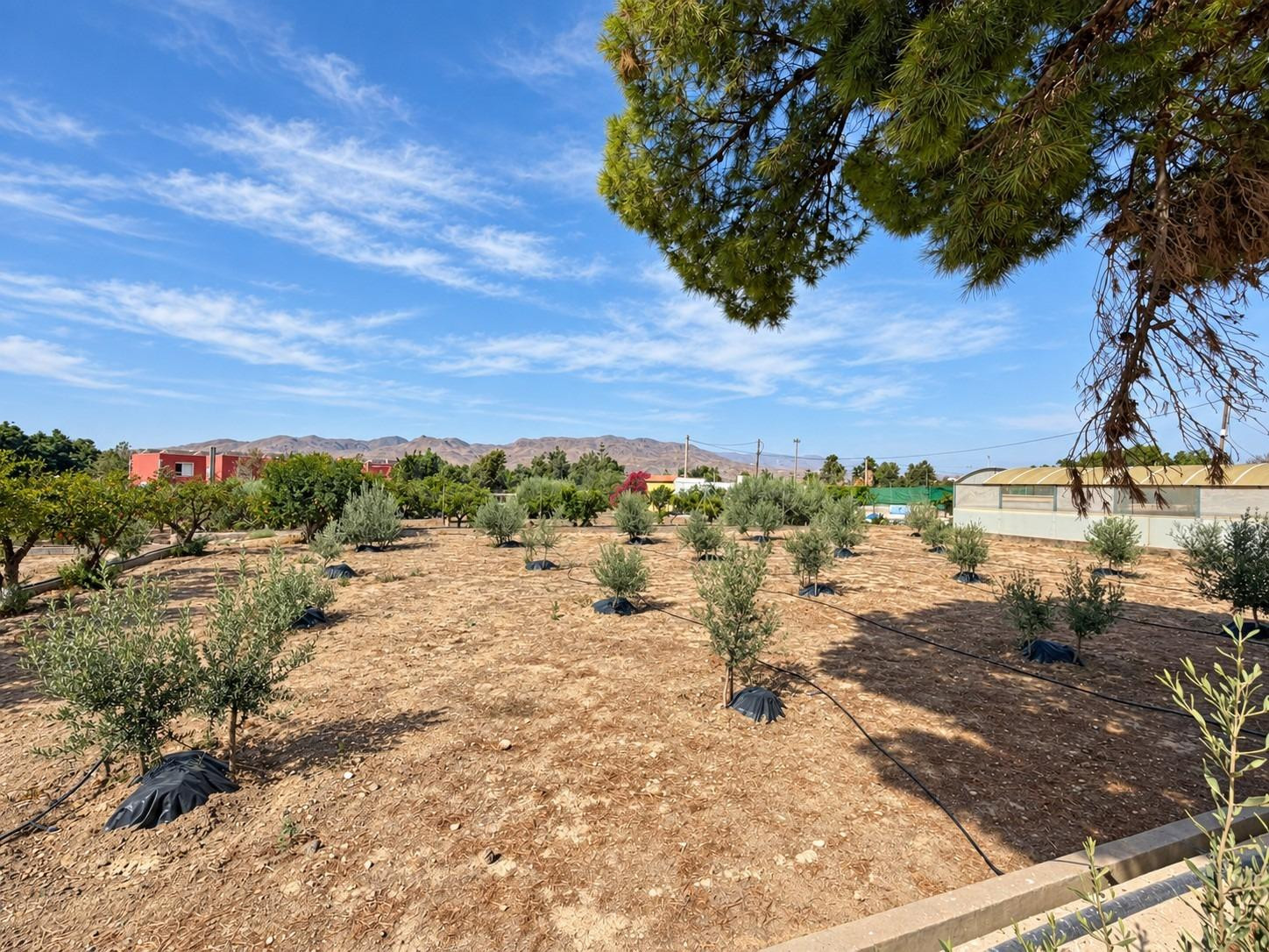 FINCA DE 3.000 M2 CON AMPLIA VIVIENDA, PISCINA CON JACUZZI Y - foto 5