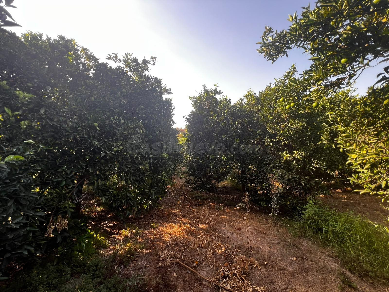 Terreno rural en Murchas - foto 4