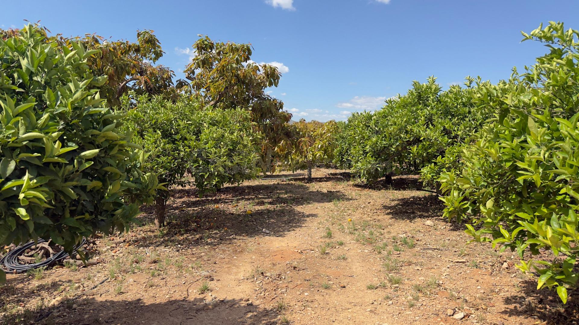 Finca en Alcaucín con casa urbana a reformar, 8.700 m2 produ