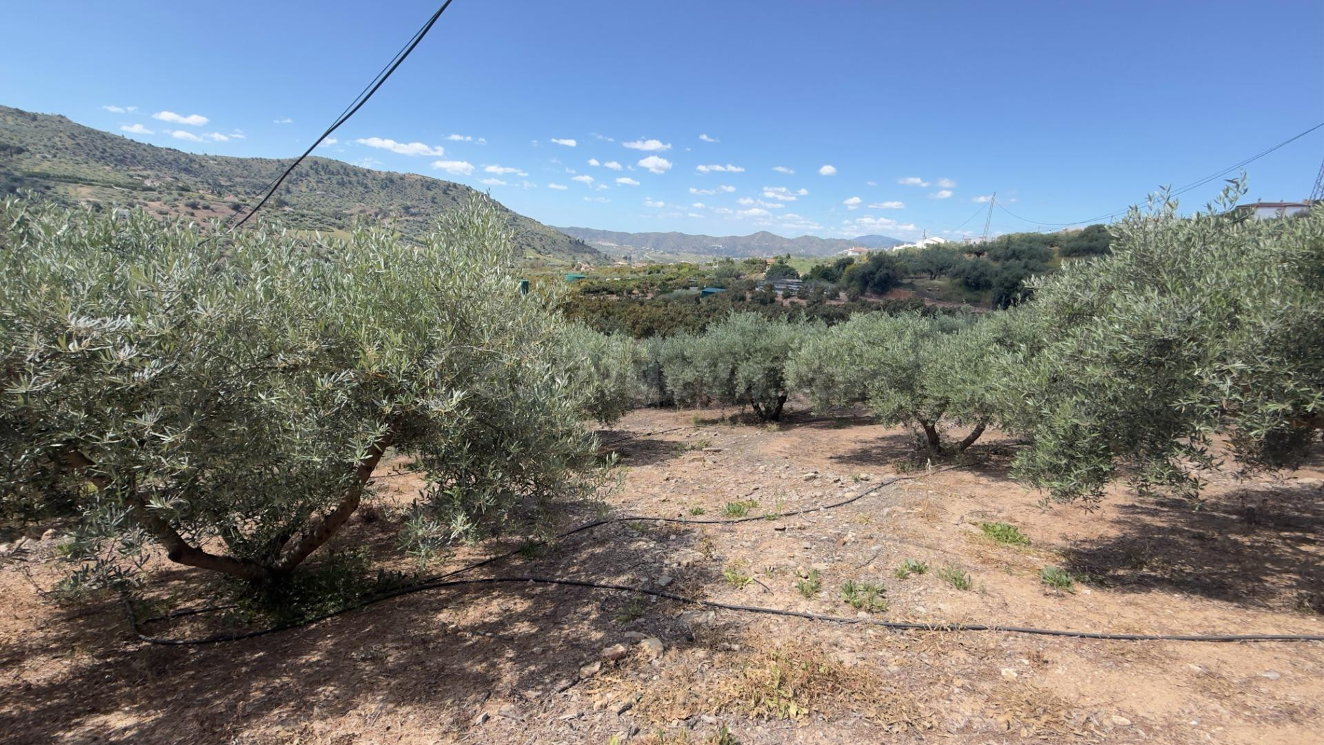 Finca en Alcaucín con casa urbana a reformar, 8.700 m2 produ - foto 4