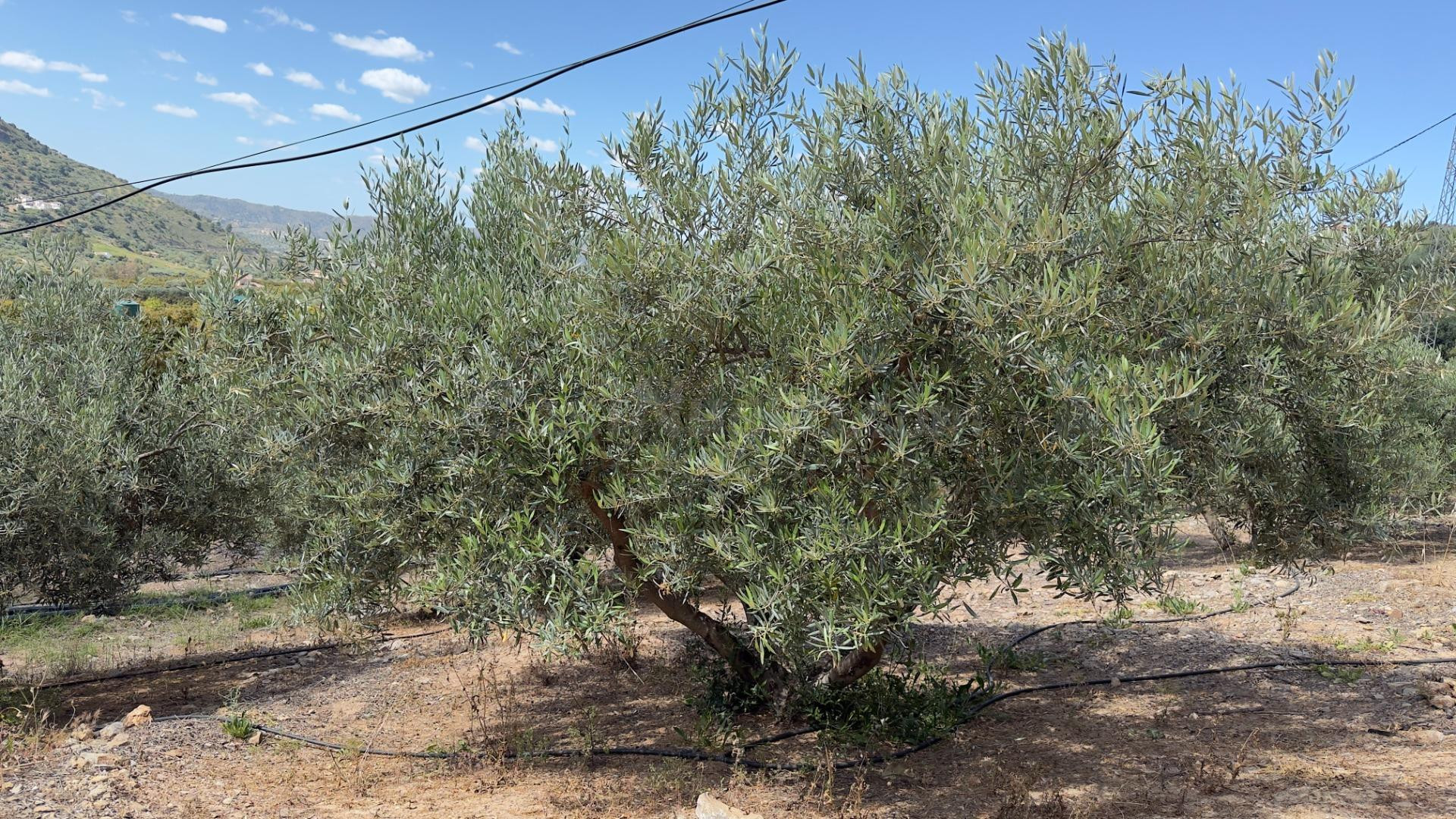 Finca en Alcaucín con casa urbana a reformar, 8.700 m2 produ - foto 5