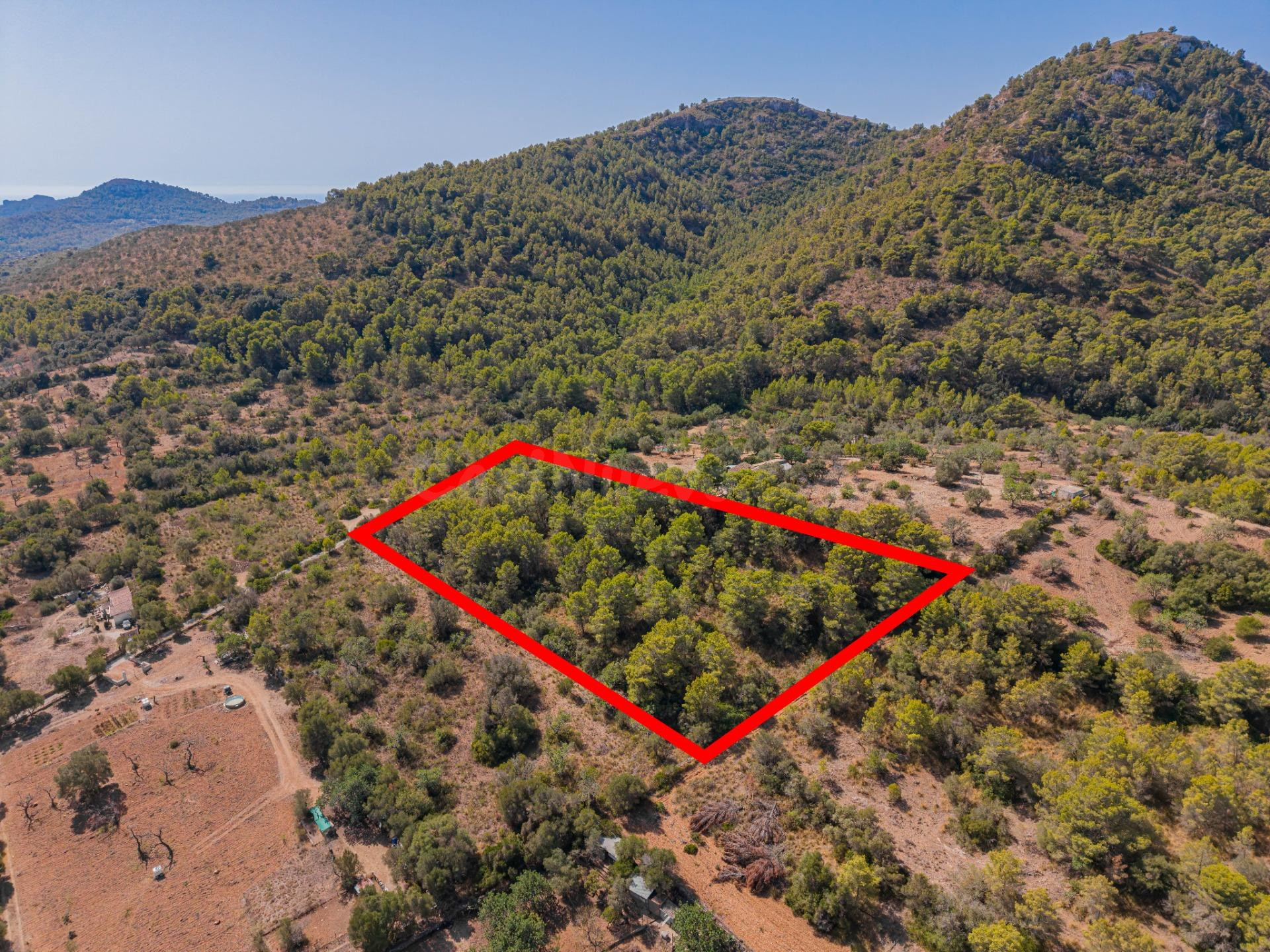 Terreno agrícola de 9.210 m2 en Son Servera, Mallorca