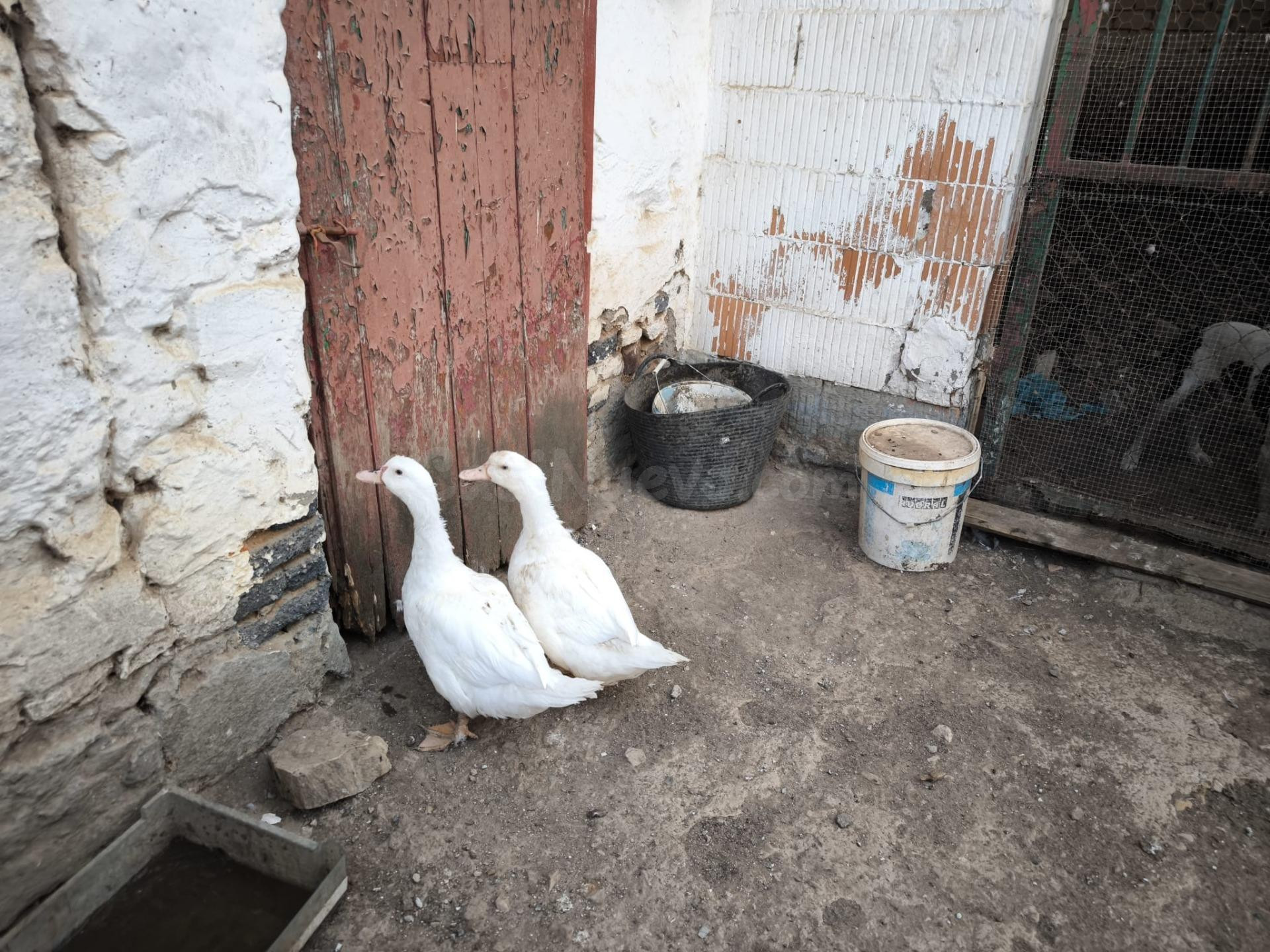 Finca Rustica en Peñarroya-Pueblonuevo - foto 5