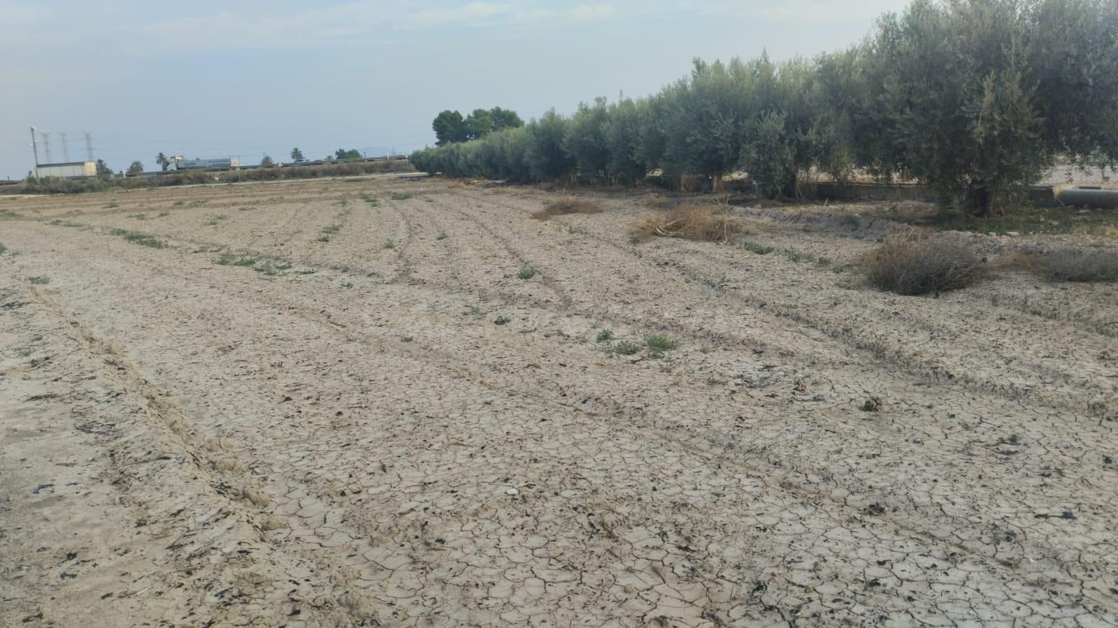 Terreno de Regadío - La Ñorica, Totana