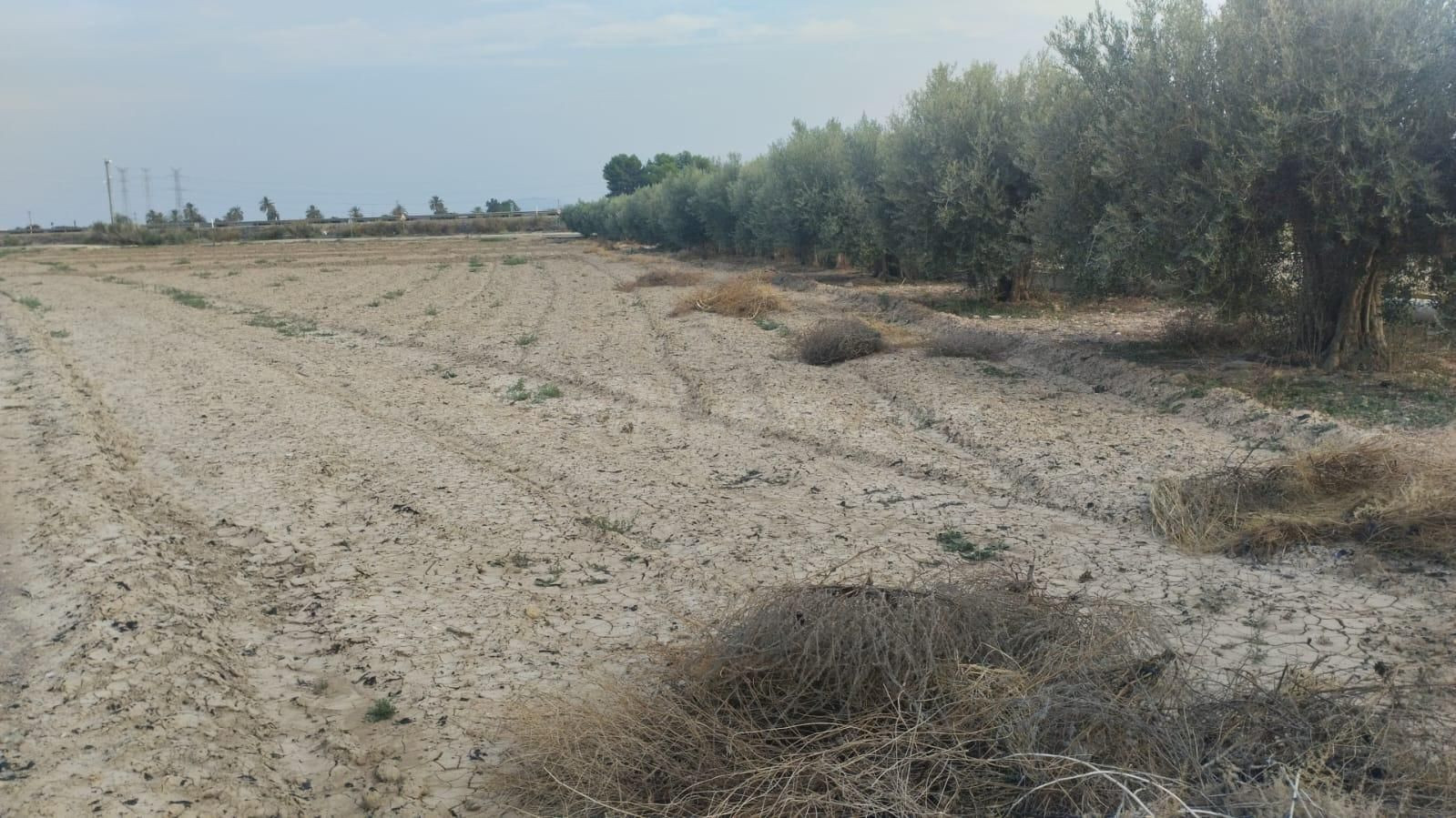 Terreno de Regadío - La Ñorica, Totana - foto 2