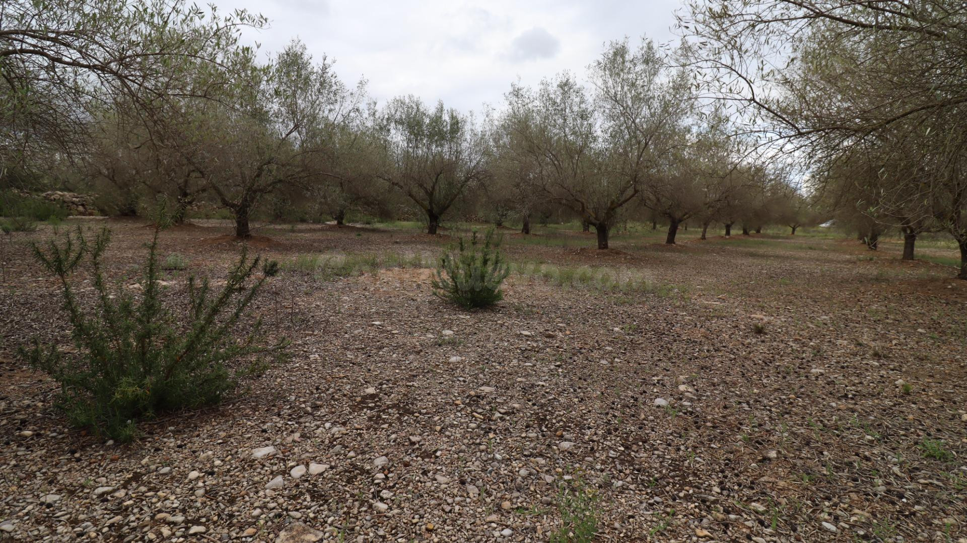 Finca de olivos