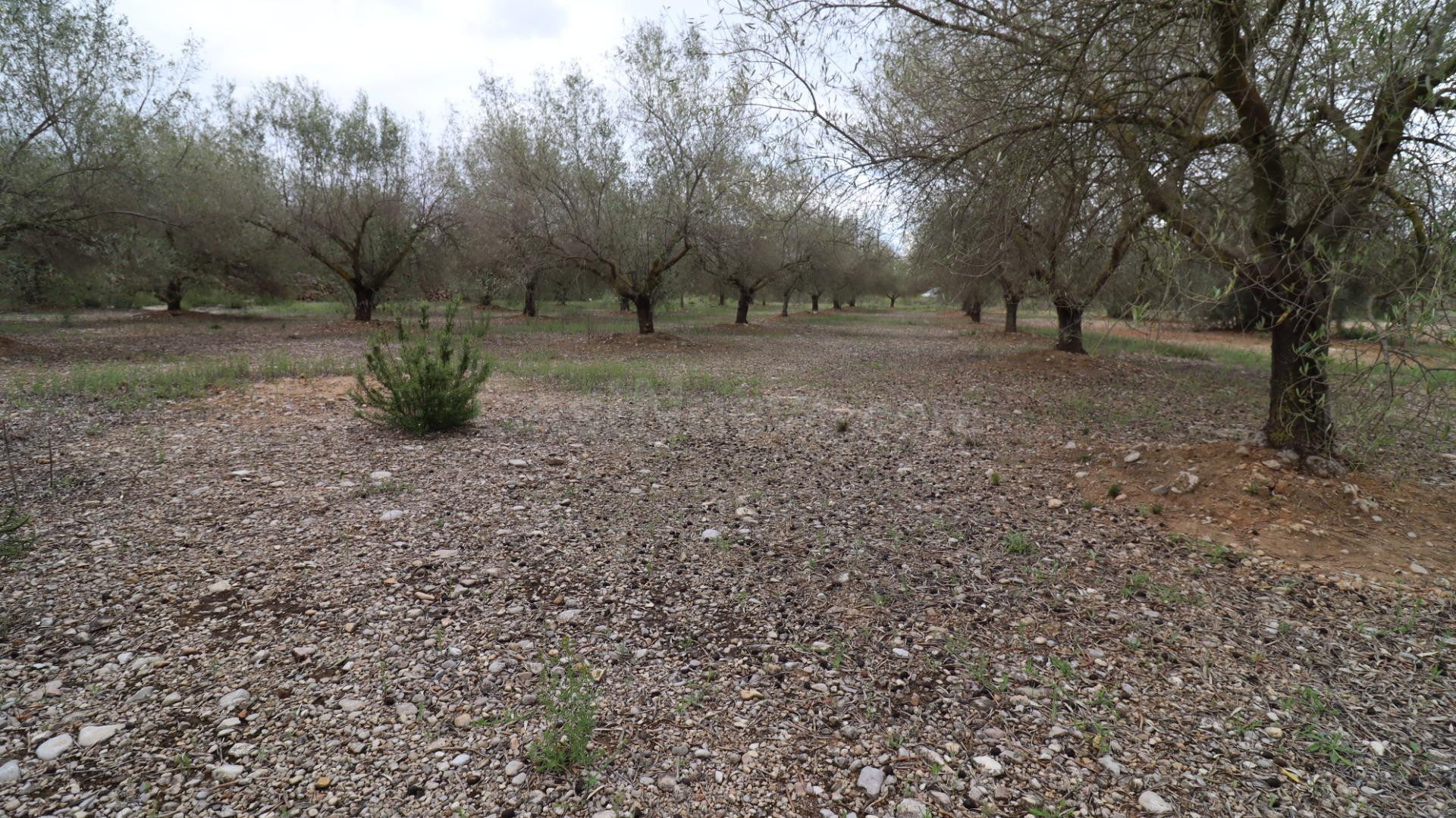 Finca de olivos - foto 2