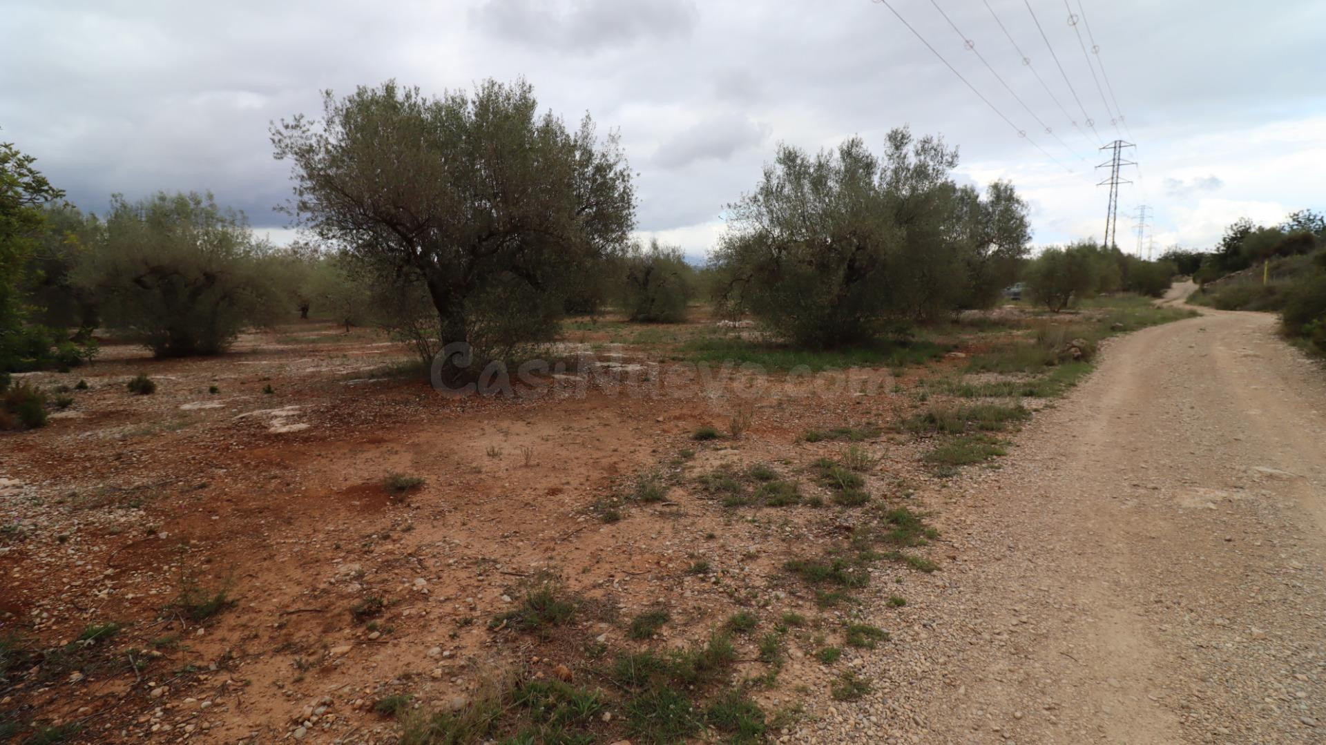 Finca de olivos - foto 4
