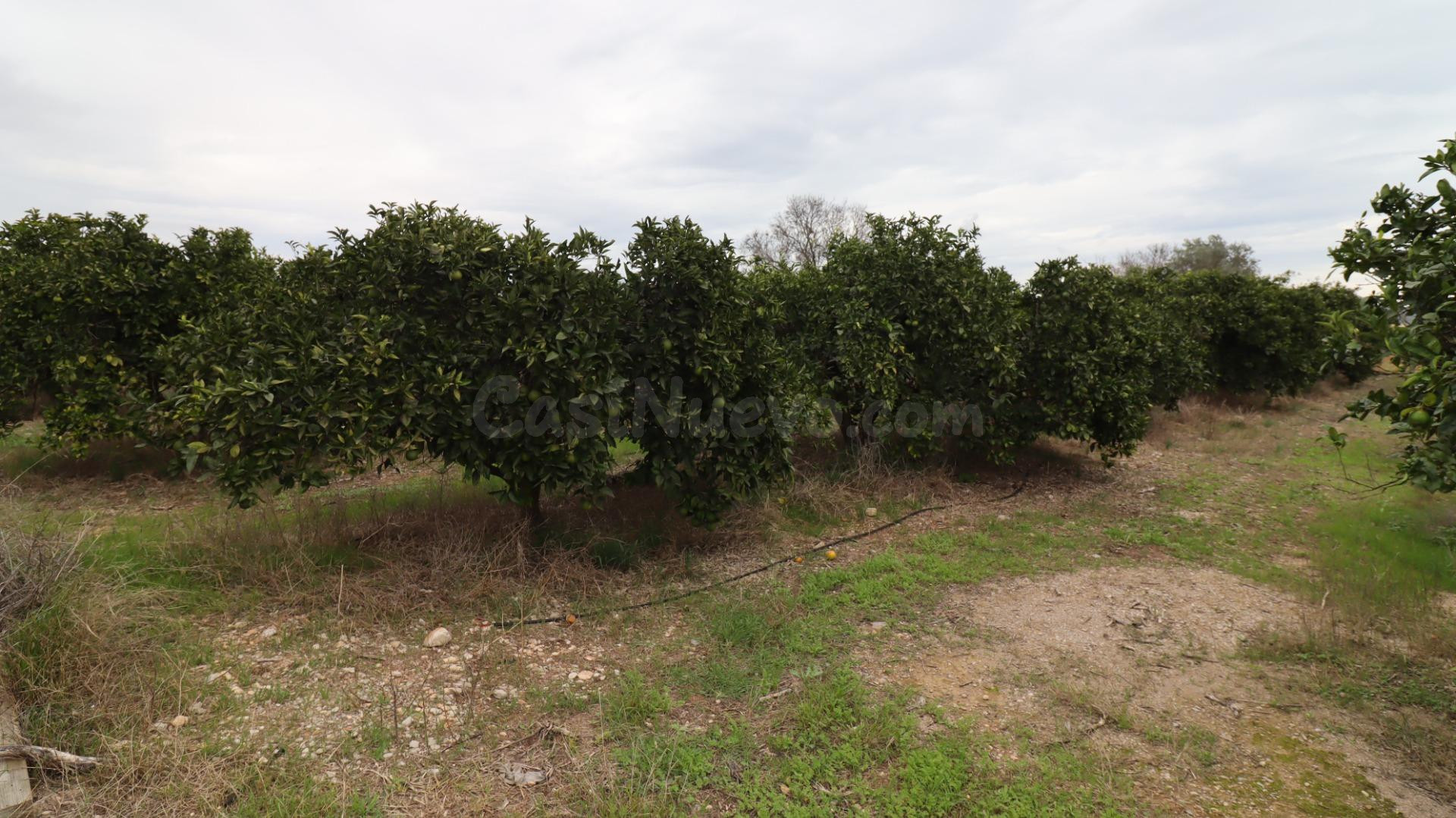 Finca rústica - foto 4