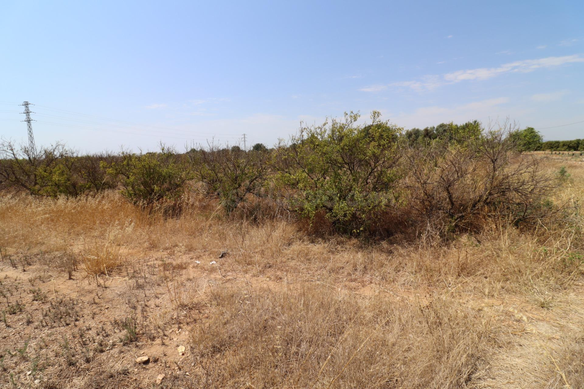 Finca a dos minutos de Alcanar - foto 4
