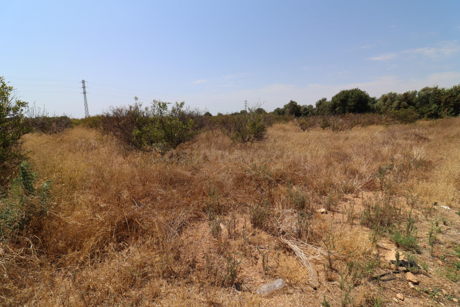Finca a dos minutos de Alcanar - foto 5