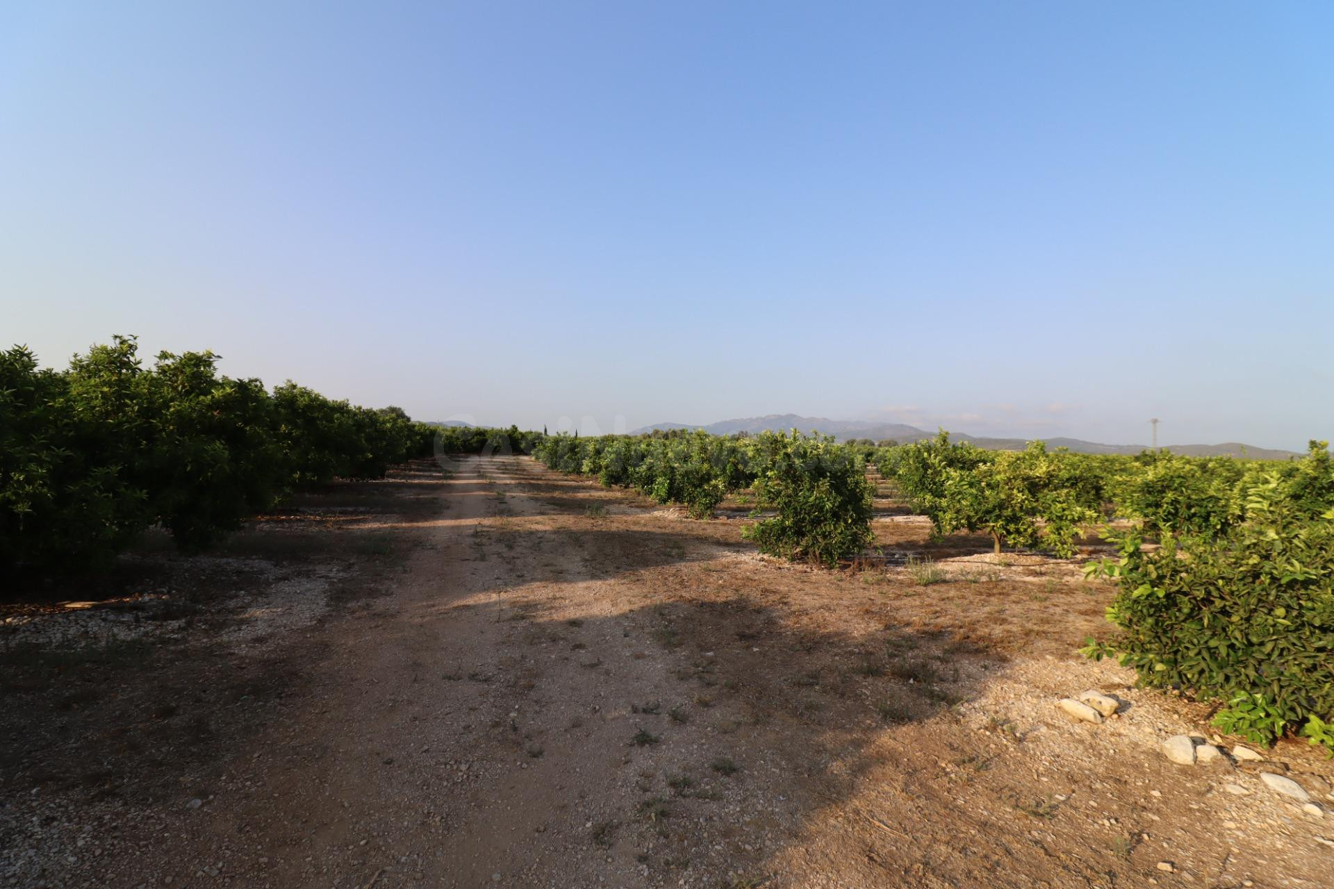 Finca de Clemenules en Vinaròs