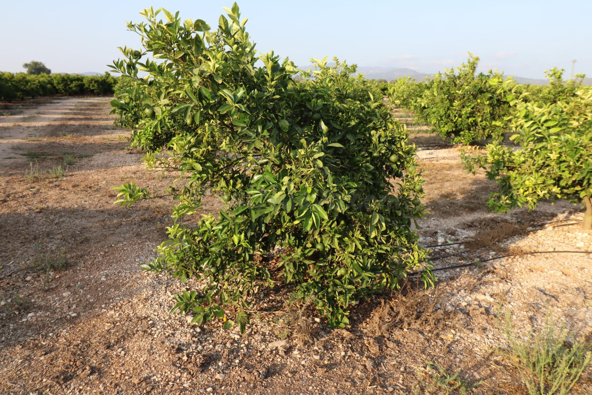 Finca de Clemenules en Vinaròs - foto 2