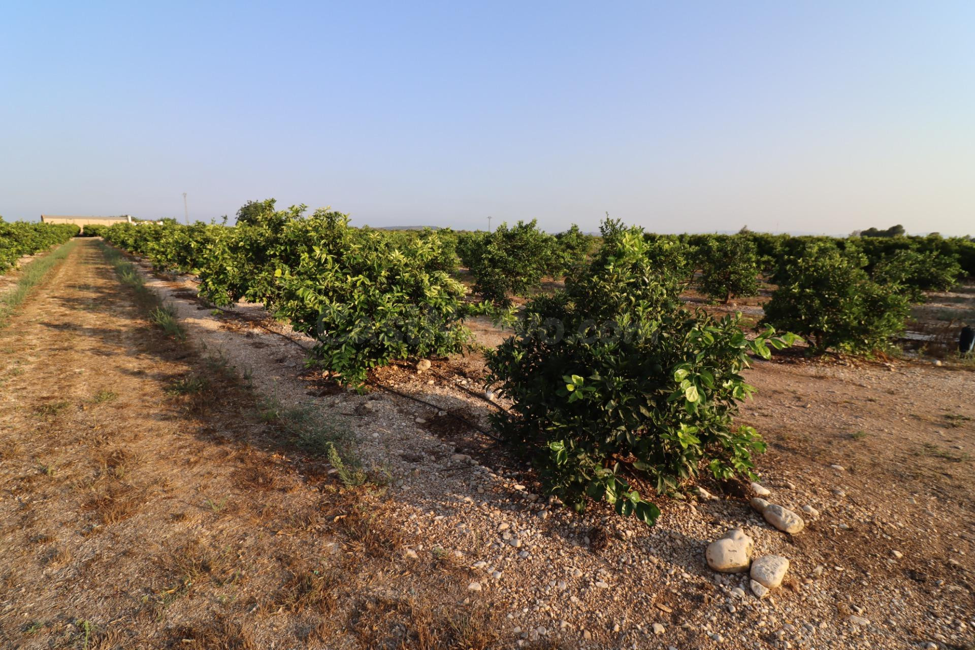 Finca de Clemenules en Vinaròs - foto 3
