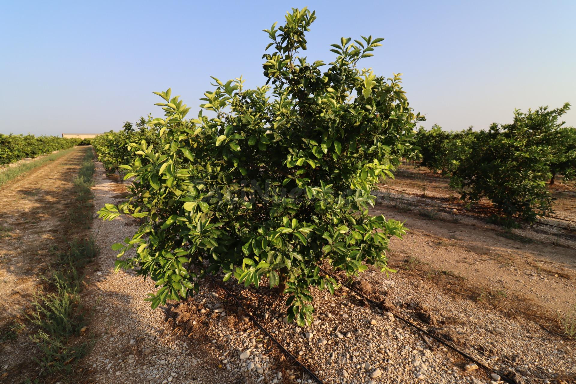 Finca de Clemenules en Vinaròs - foto 4