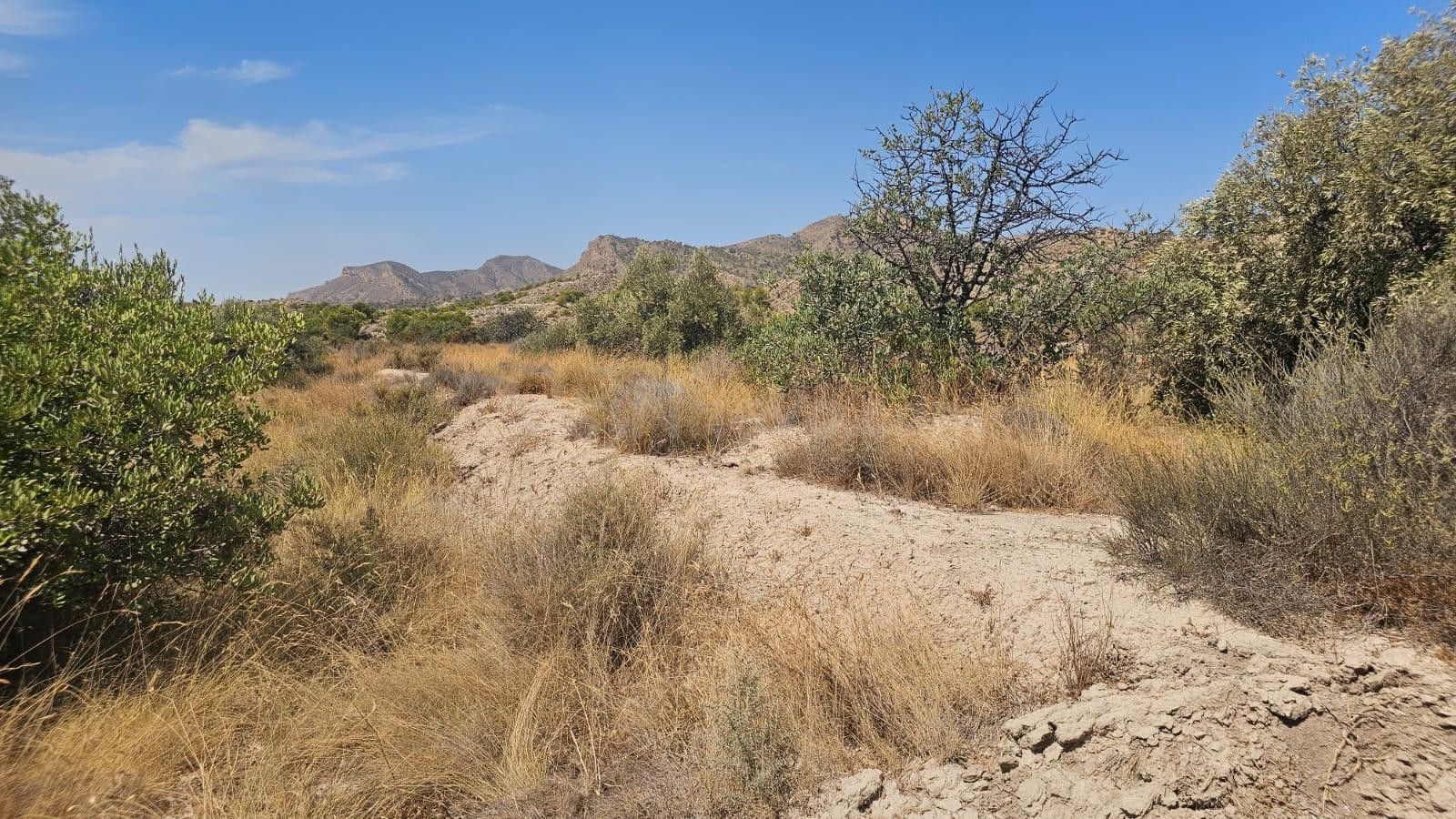 Parcela rústica de 15.210 m2 en La Alcoraya – Naturaleza, es - foto 2