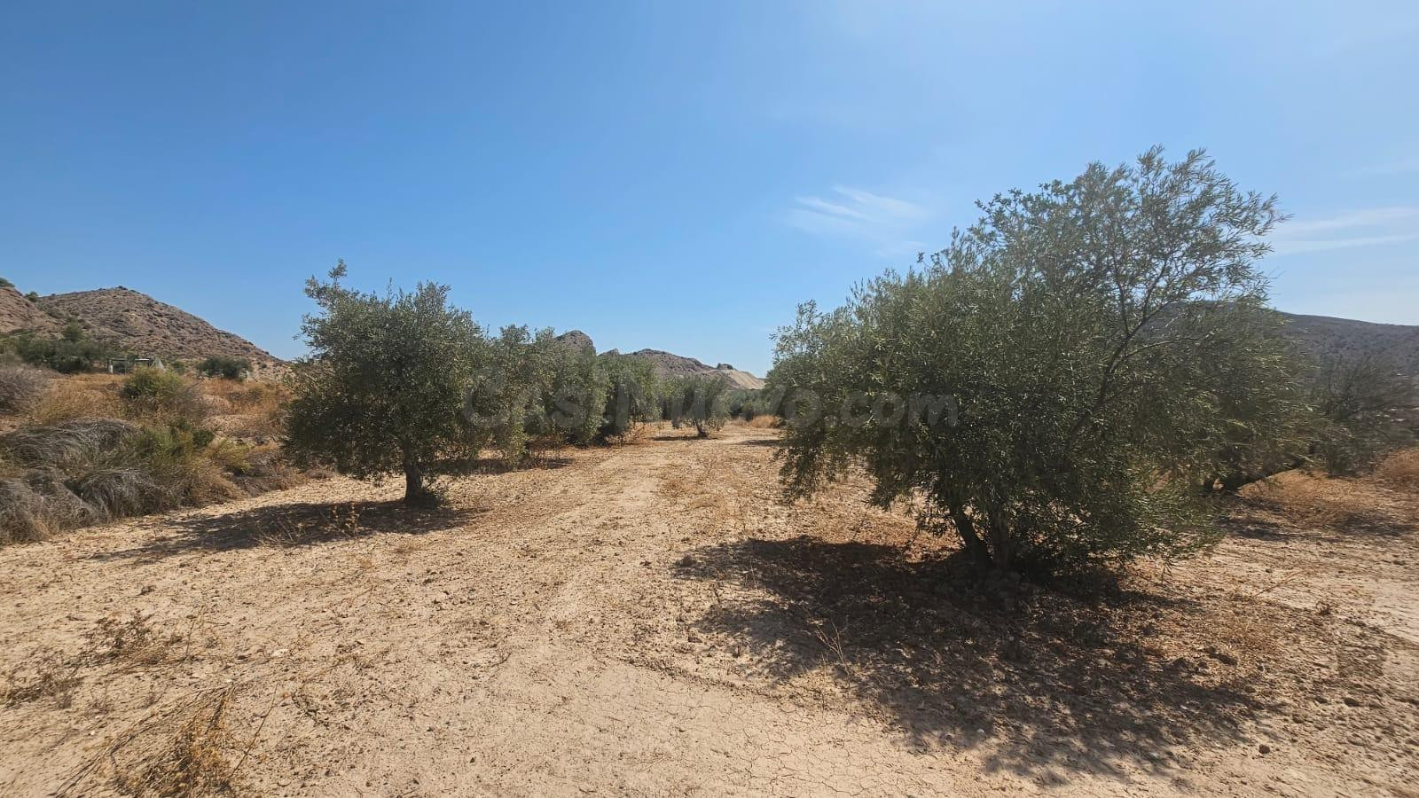 Parcela rústica de 15.210 m2 en La Alcoraya – Naturaleza, es - foto 3