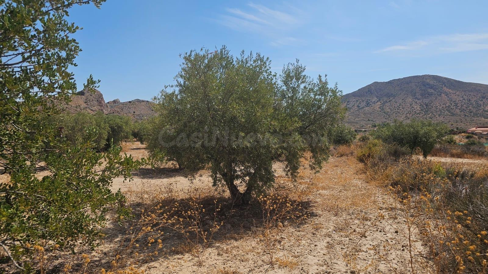 Parcela rústica de 15.210 m2 en La Alcoraya – Naturaleza, es - foto 5