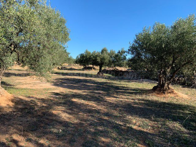 Finca rústica 27m² en venta - Xerta - foto 5