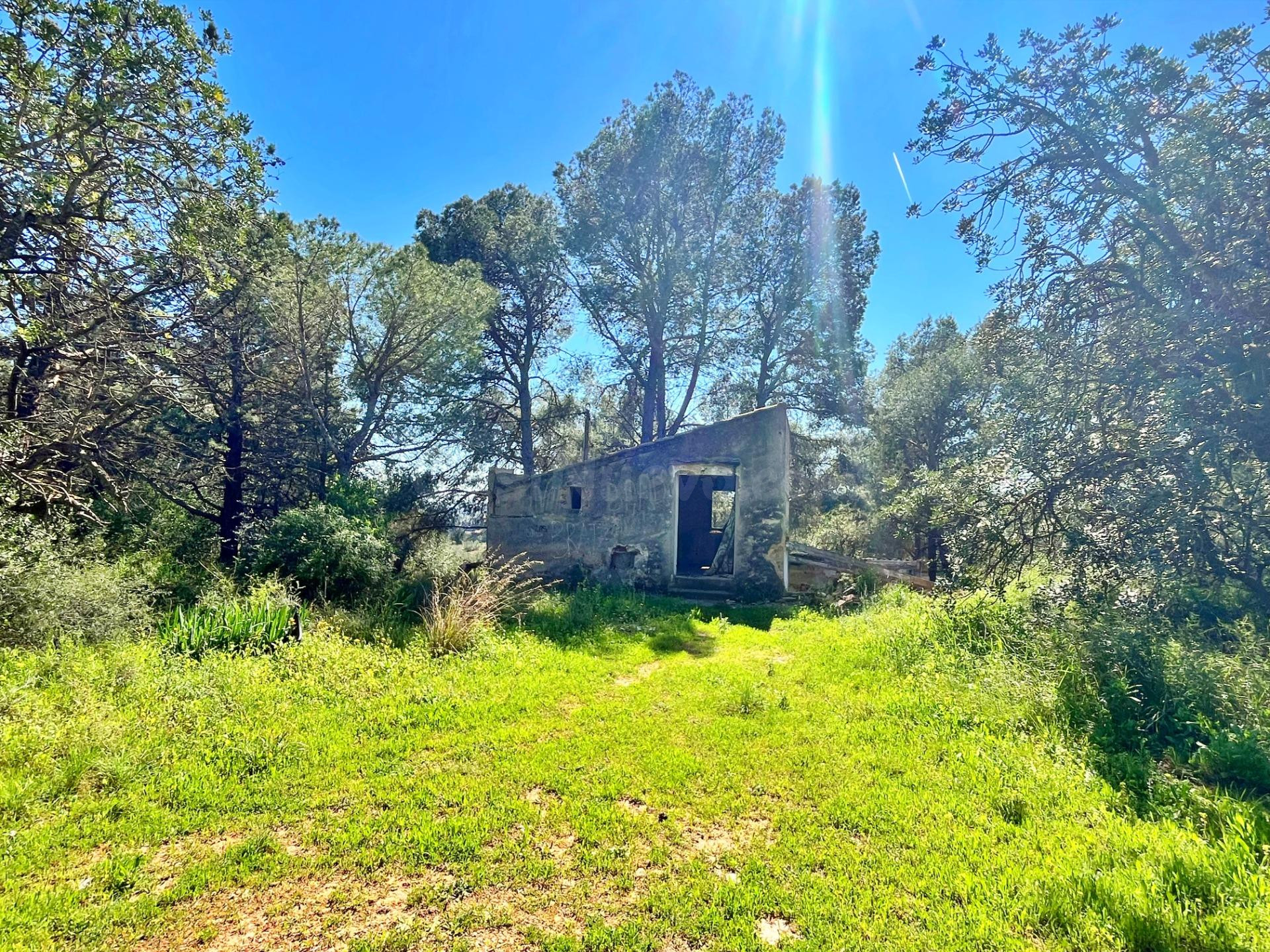 Finca Rustica - foto 4