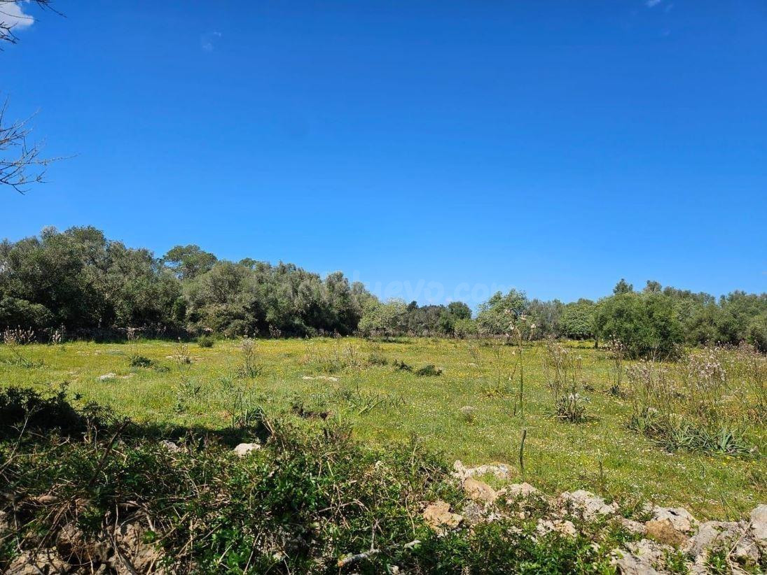 Finca rústica de 14.878 m2 en Costitx con posibilidad de proyecto de vivienda unifamiliar - foto 4