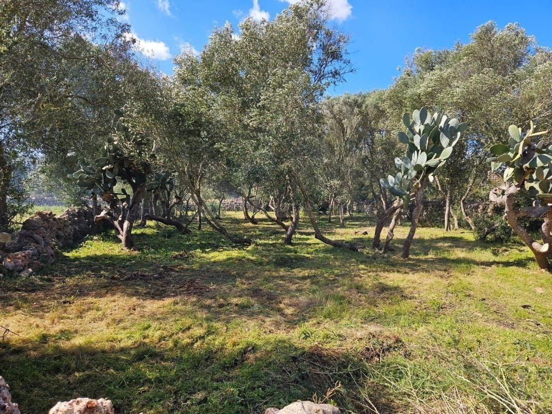Finca rústica de 14.878 m2 en Costitx con posibilidad de proyecto de vivienda unifamiliar - foto 5
