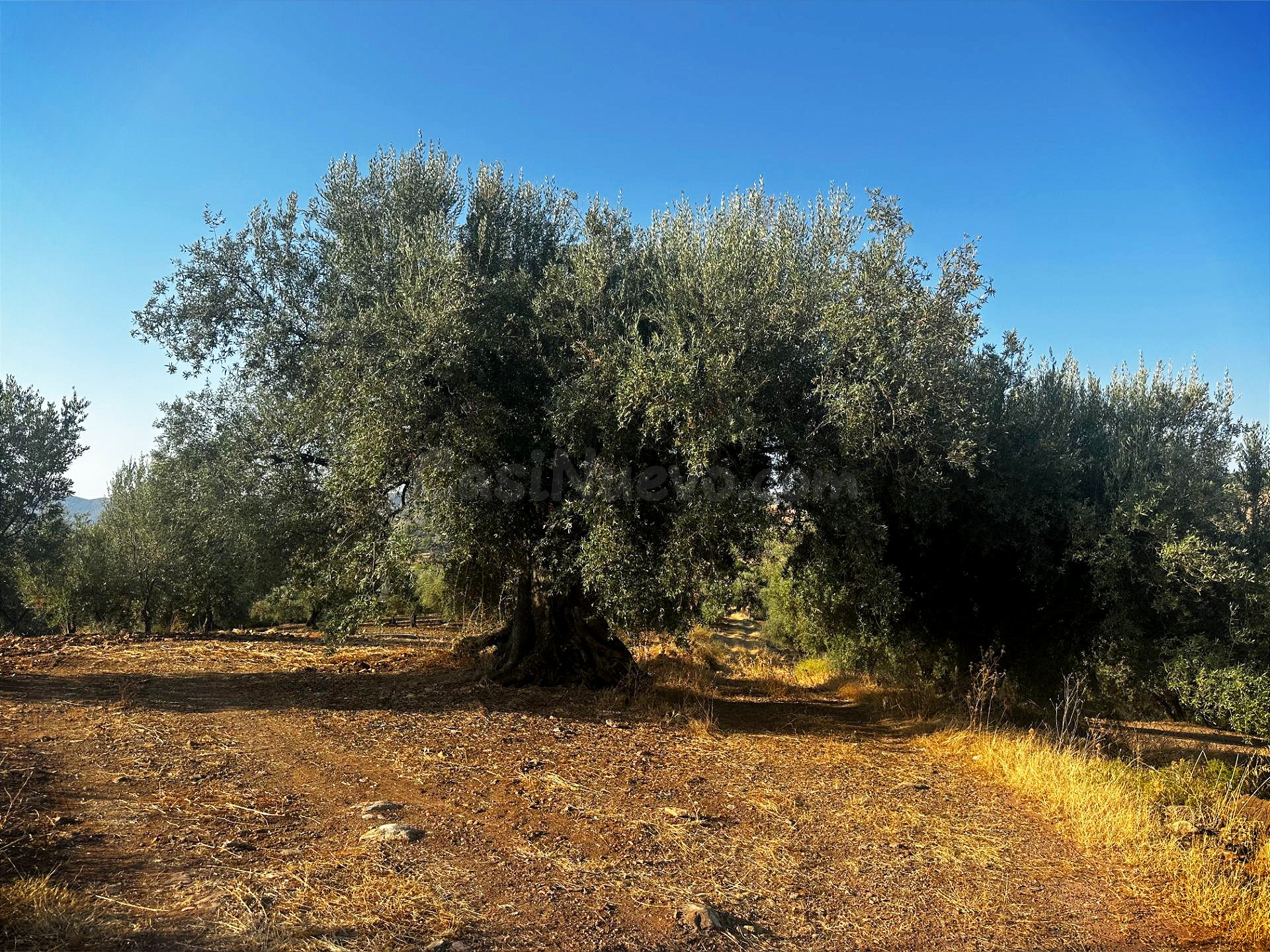 Oportunidad! 4,4 ha de Olivar Centenario en Periana: 400 árb