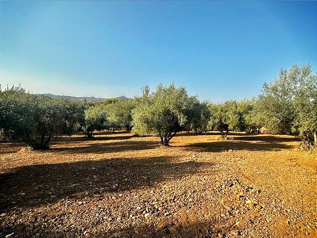 Oportunidad! 4,4 ha de Olivar Centenario en Periana: 400 árb - foto 2
