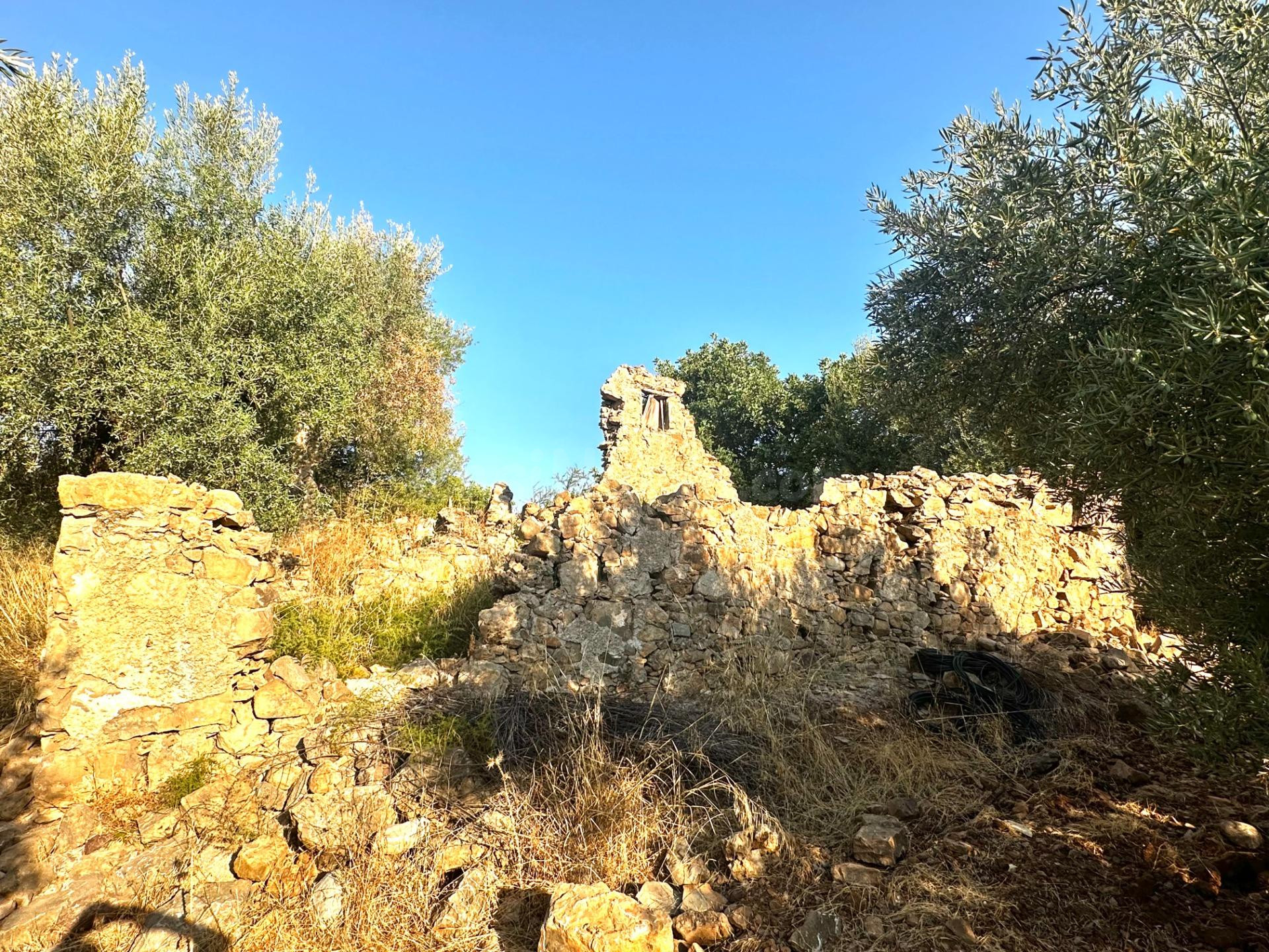 Oportunidad! 4,4 ha de Olivar Centenario en Periana: 400 árb - foto 3