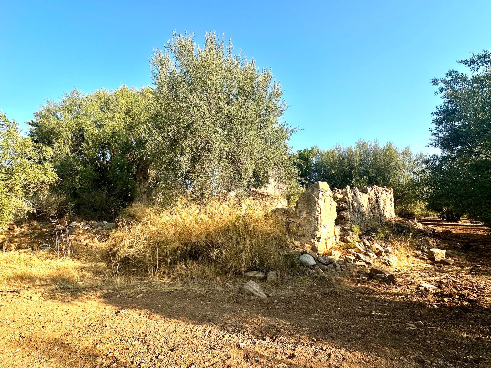 Oportunidad! 4,4 ha de Olivar Centenario en Periana: 400 árb - foto 4
