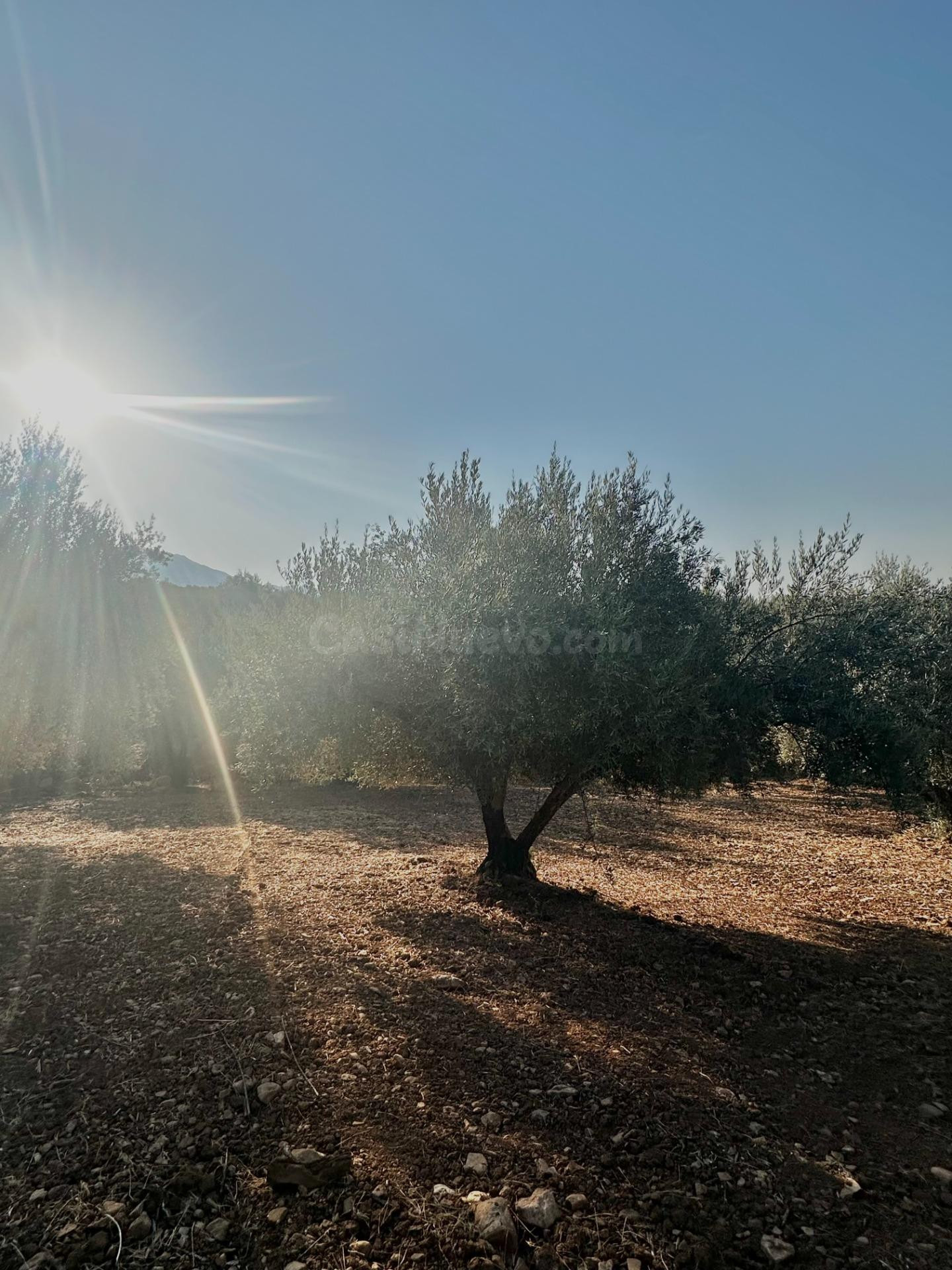 Oportunidad! 4,4 ha de Olivar Centenario en Periana: 400 árb - foto 5