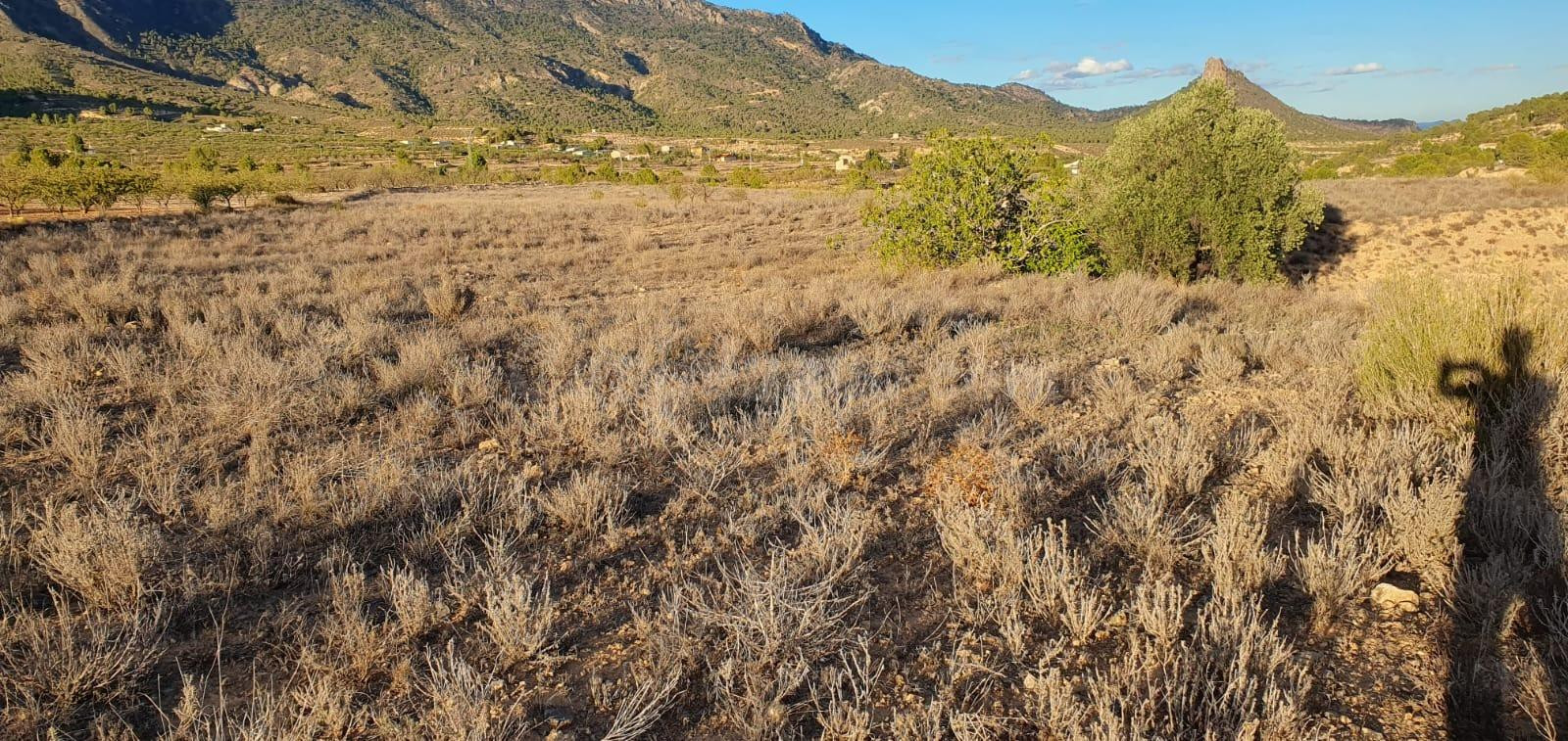 Oportunidad de Venta o Alquiler de terreno en ricote !! idea