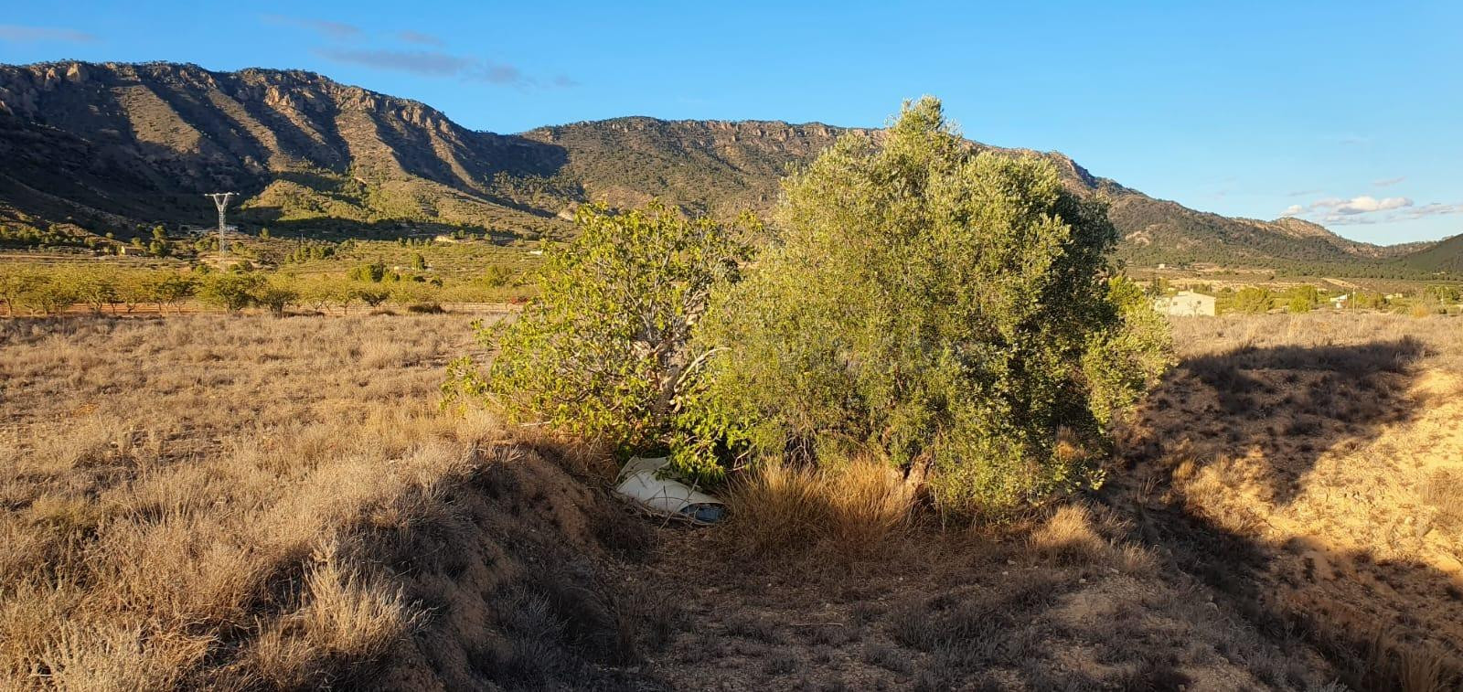 Oportunidad de Venta o Alquiler de terreno en ricote !! idea - foto 2