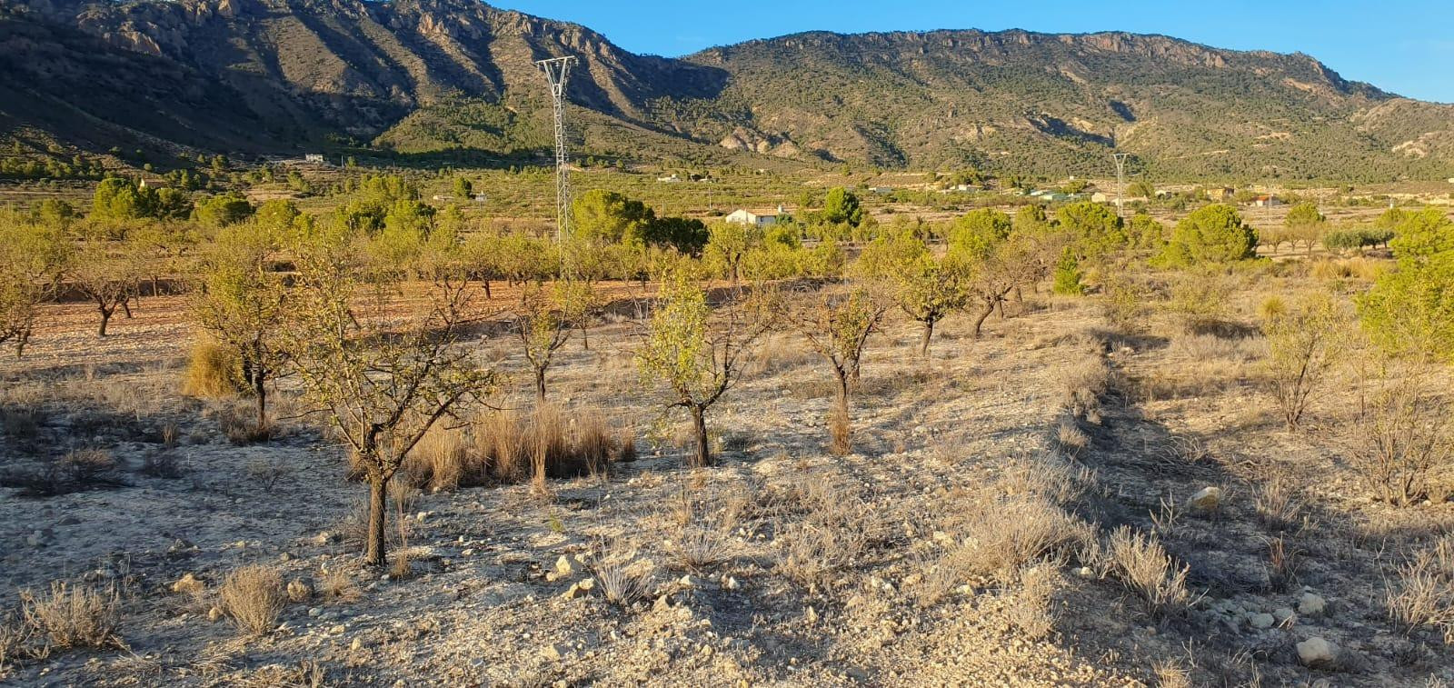 Oportunidad de Venta o Alquiler de terreno en ricote !! idea - foto 3