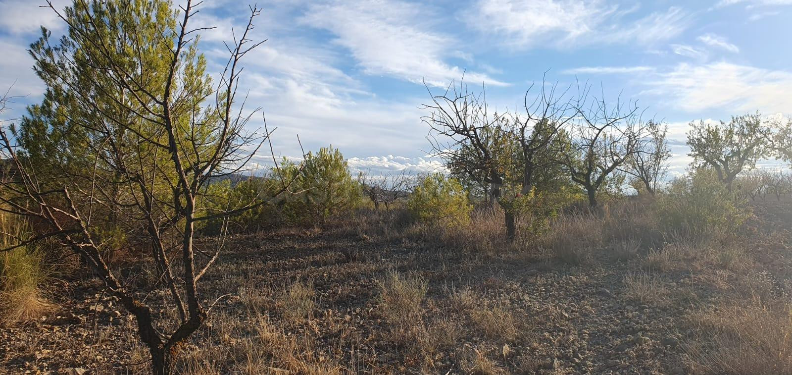Oportunidad de Venta o Alquiler de terreno en ricote !! idea - foto 4