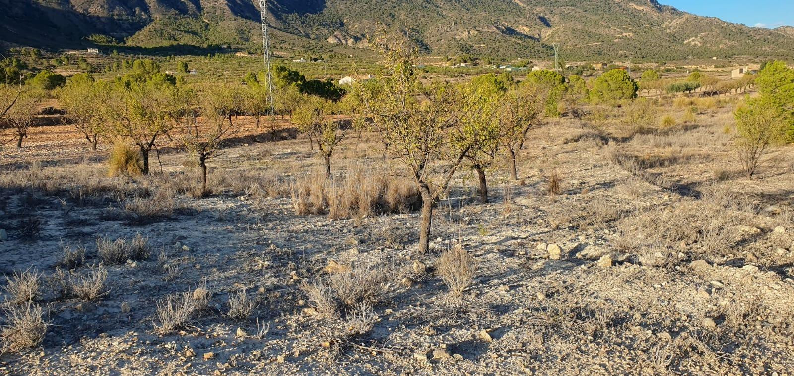Oportunidad de Venta o Alquiler de terreno en ricote !! idea - foto 5