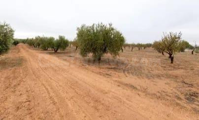 Finca Agraria Linda con el CITAI (Escúzar) - foto 2