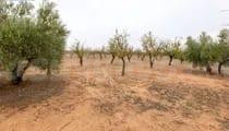 Finca Agraria Linda con el CITAI (Escúzar) - foto 4