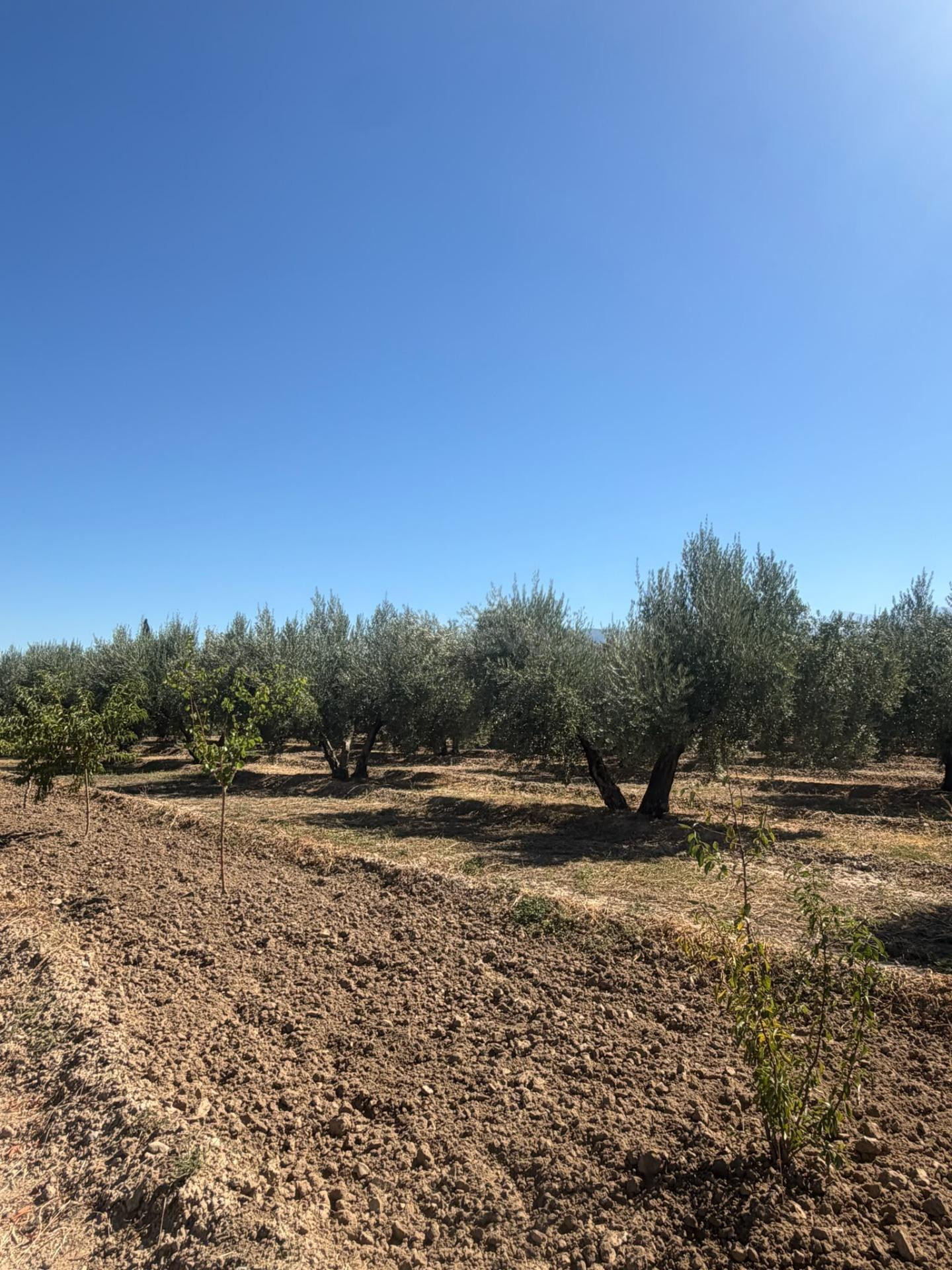 FINCA RUSTICA DE OLIVOS EN OTURA, JUNTO CASCO URBANO