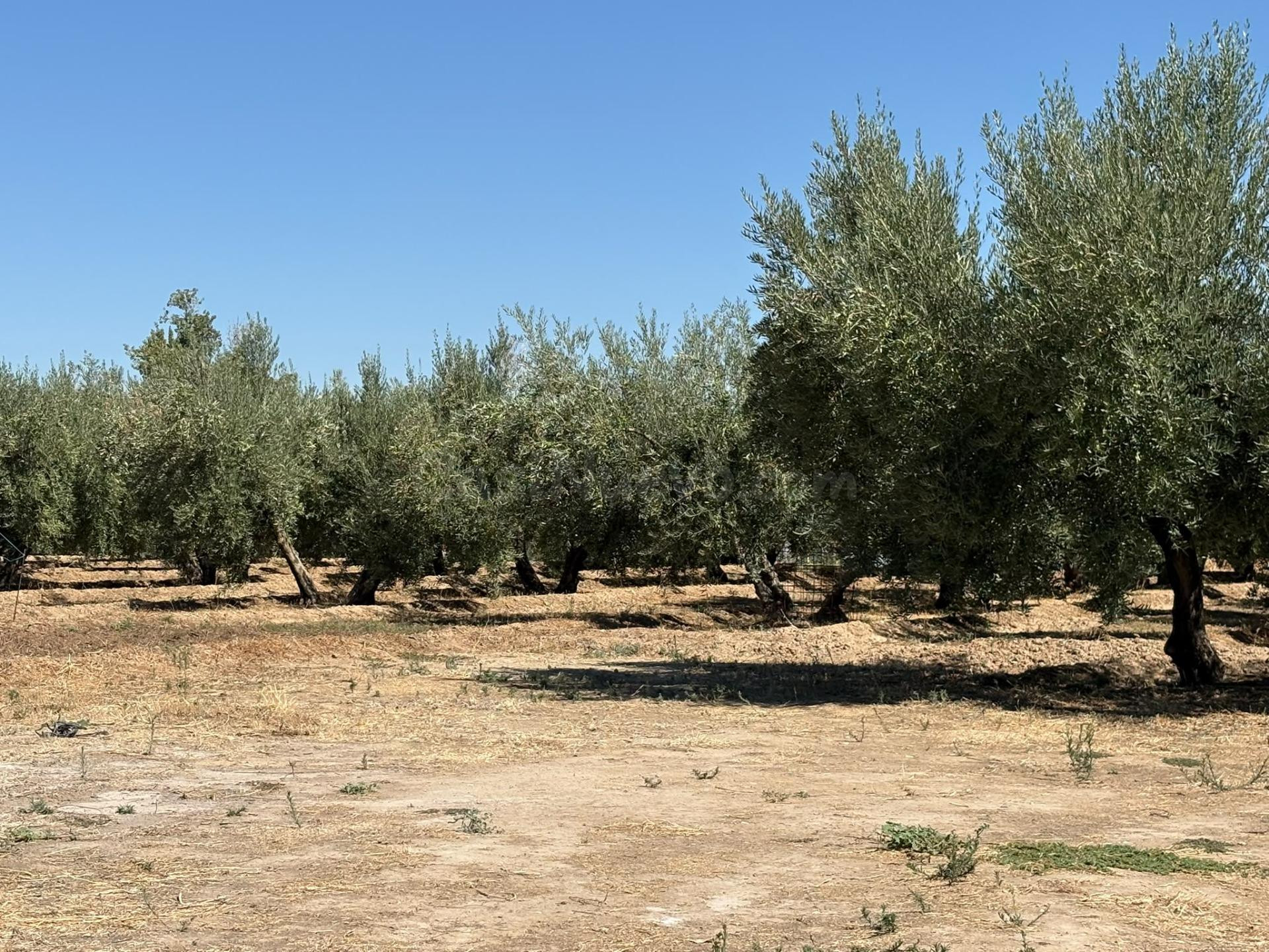 FINCA RUSTICA DE OLIVOS EN OTURA, JUNTO CASCO URBANO - foto 2