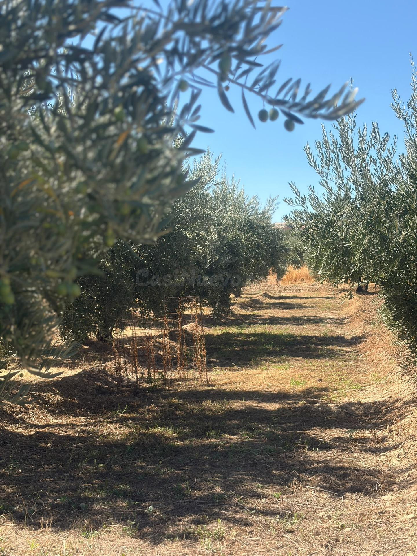 FINCA RUSTICA DE OLIVOS EN OTURA, JUNTO CASCO URBANO - foto 3